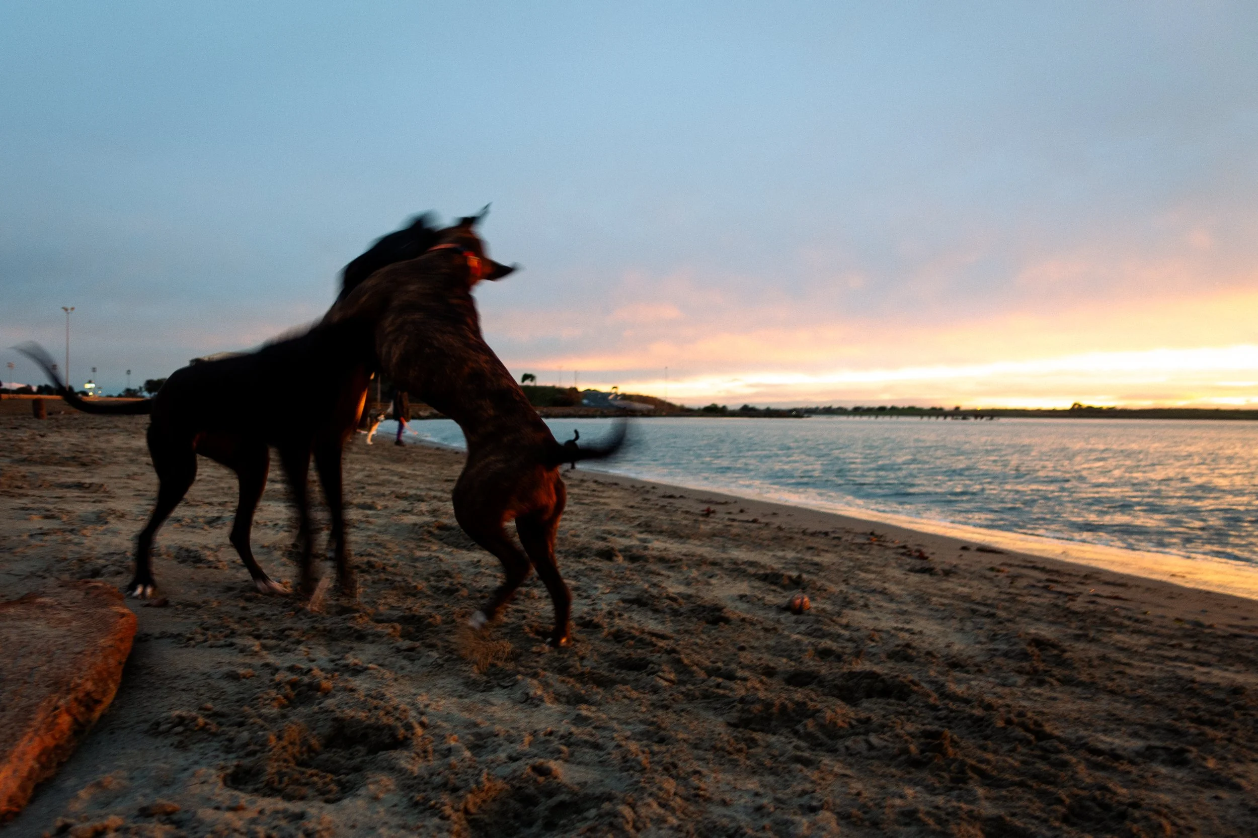 Dogs playing on a sandy beach at sunset, near water with a cloudy sky.