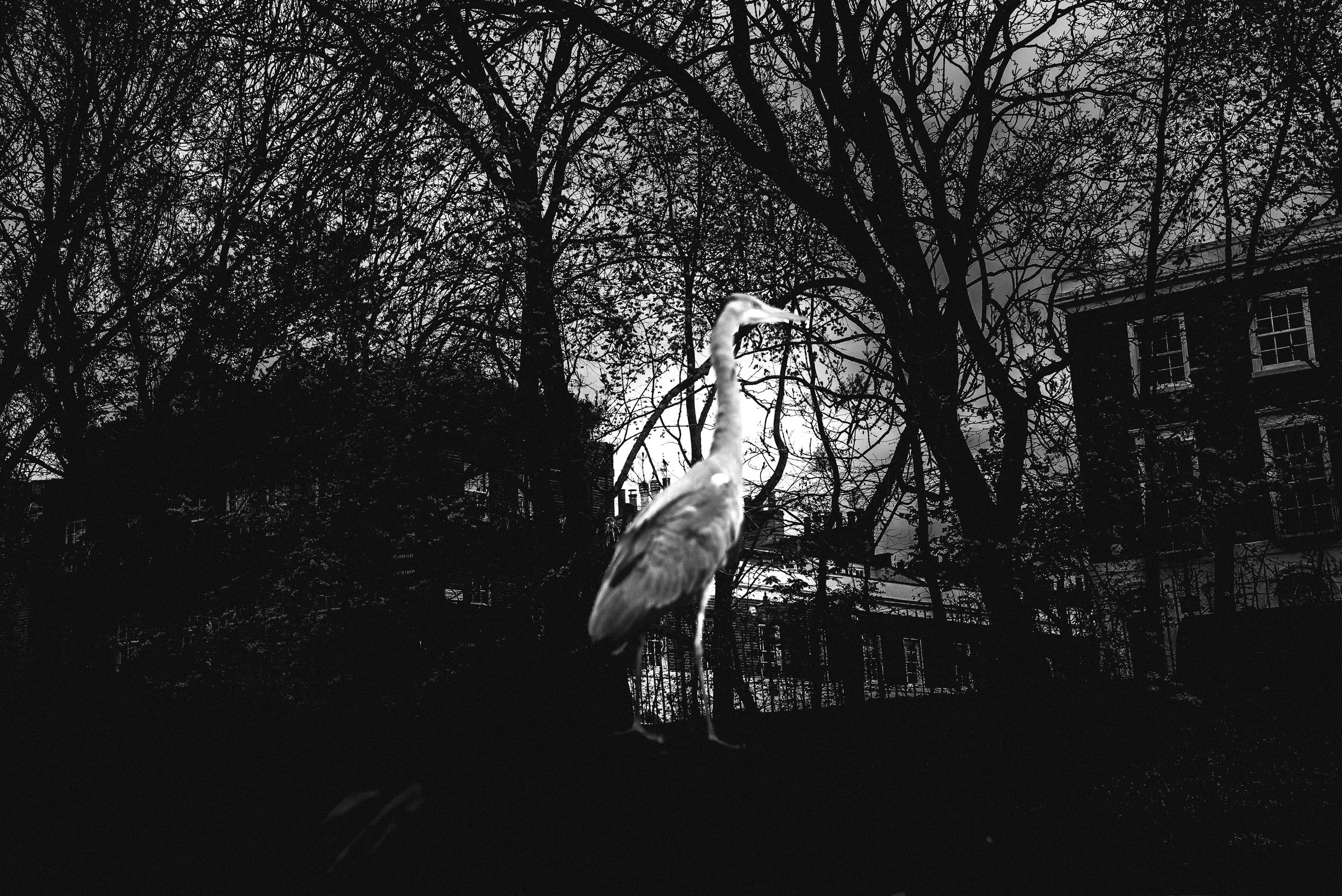 A black and white photo of a bird standing on the ground in front of tree branches and a building with windows, taken outdoors during the day.