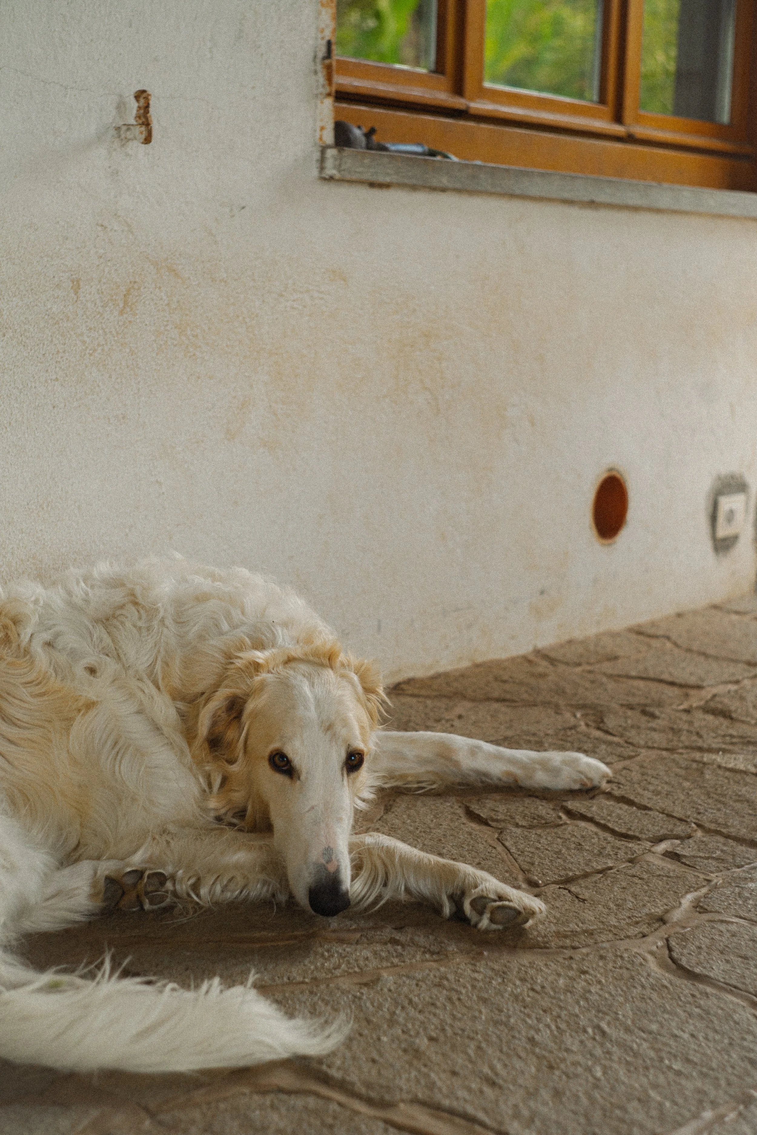 A white dog lying on the floor inside near a wall with visible holes and a window with a wooden frame. The dog has brown eyes and long, curly fur.