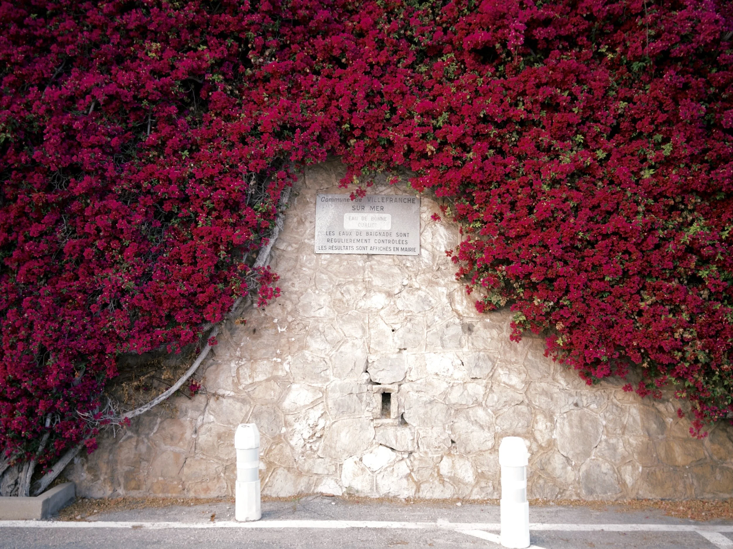 Pink flowering plant growing over a stone wall with a sign that has French text, traffic posts in front, and a street in the foreground.