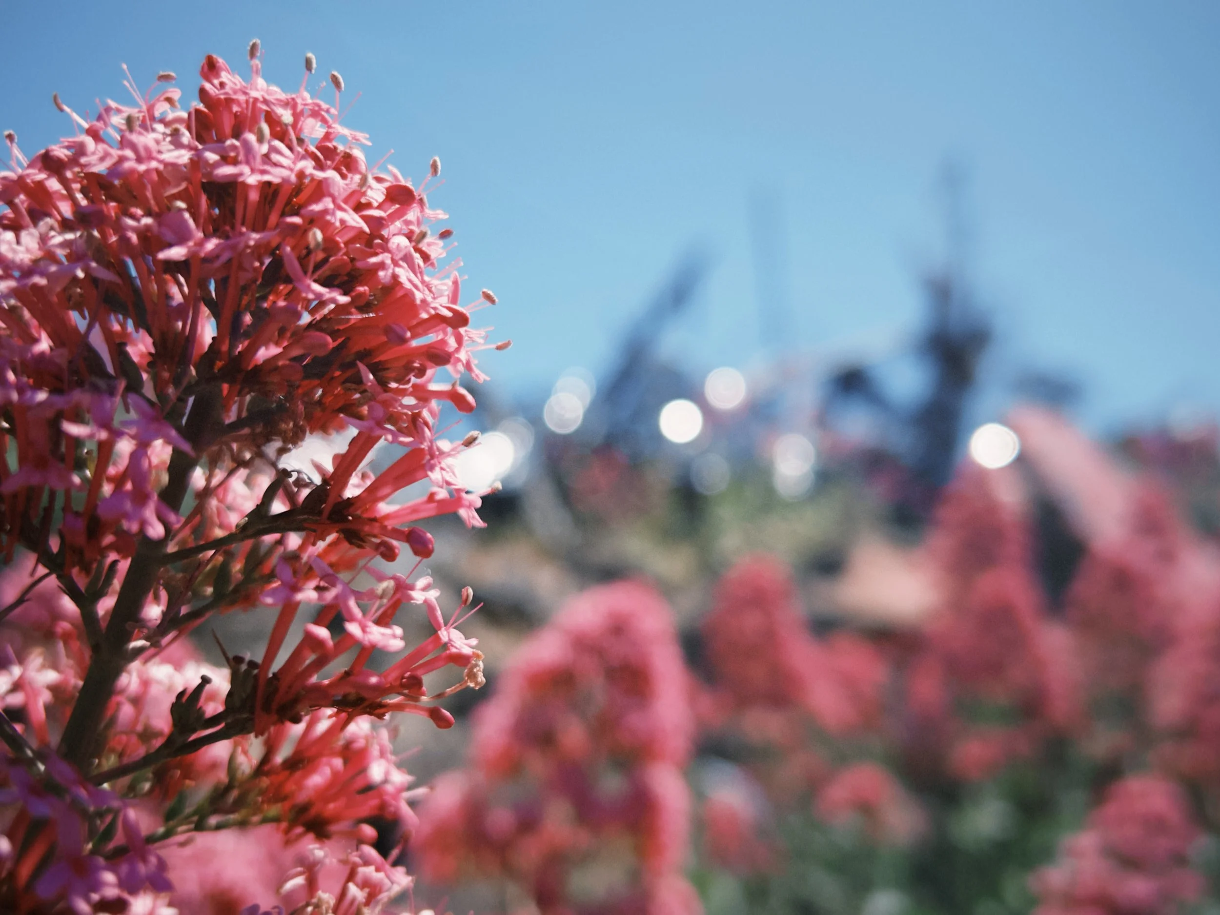 Close-up of pink flower cluster with many small blossoms and stamens, blurry background of sky and other flowers.