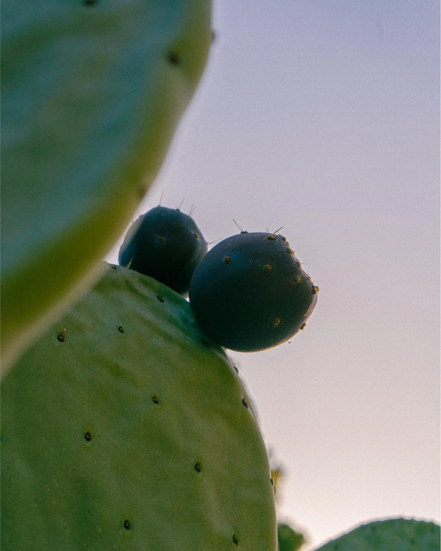 Close-up of a green cactus with two dark purple fruits and tiny spines on the surface