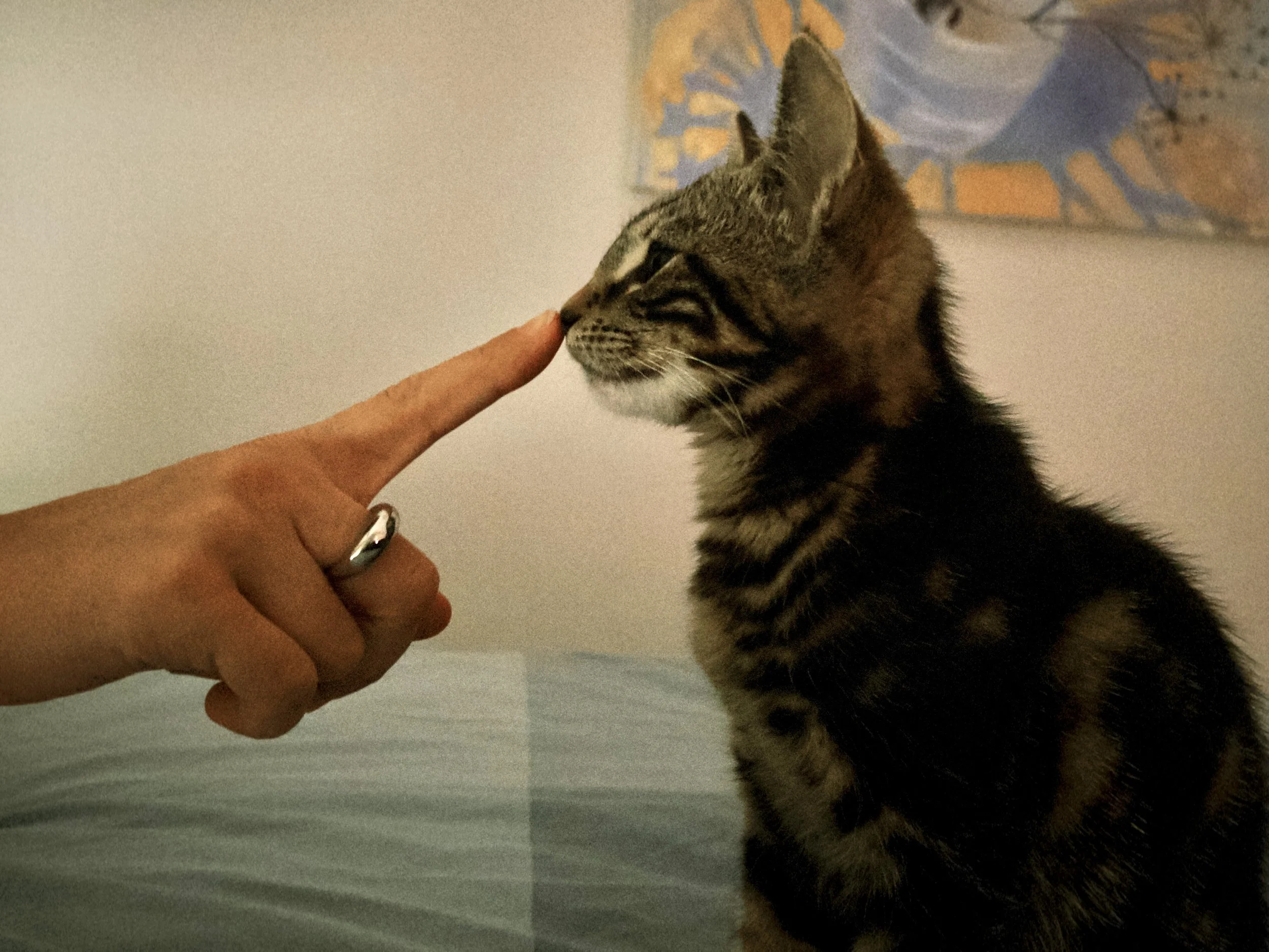 Person touching nose of tabby cat with striped fur in front of a plain wall and abstract artwork.