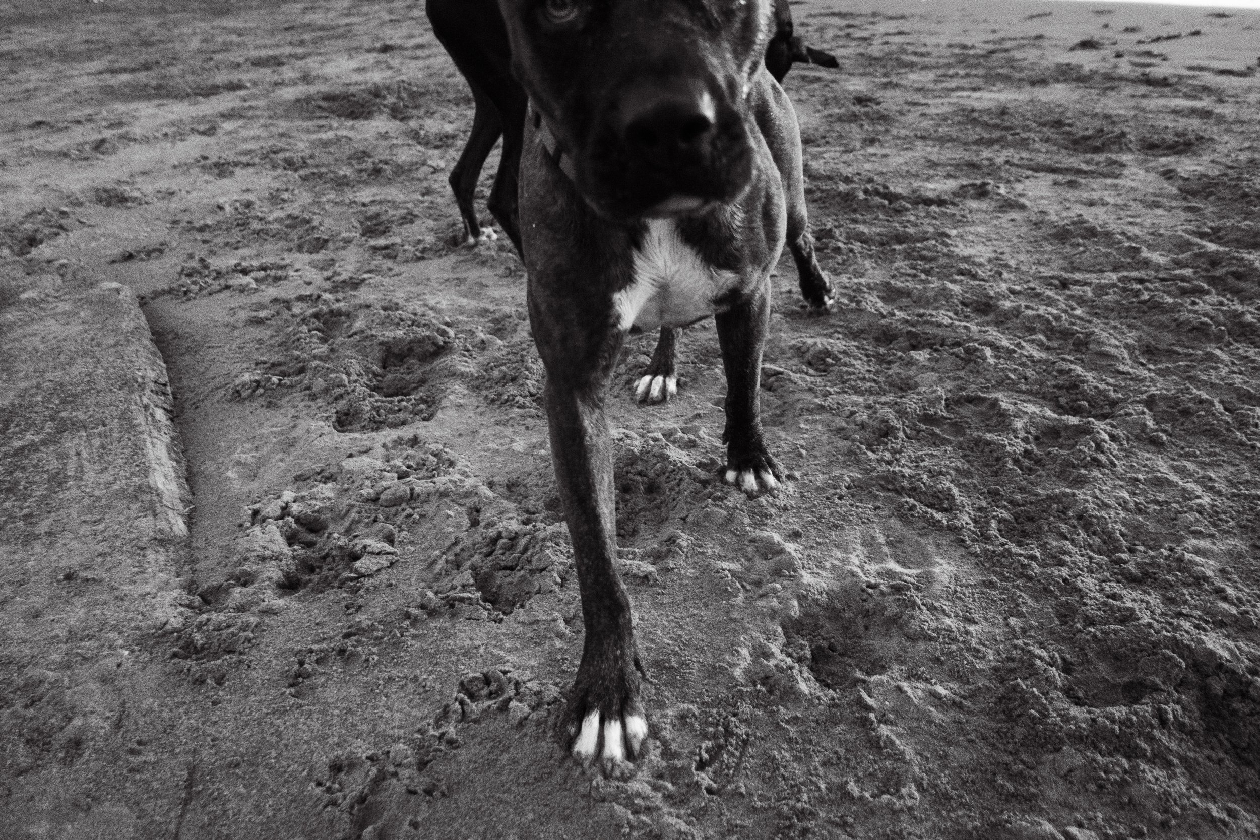 Black and white photo of a dog standing on sandy ground, facing the camera, with only its head, body, and front paws visible.