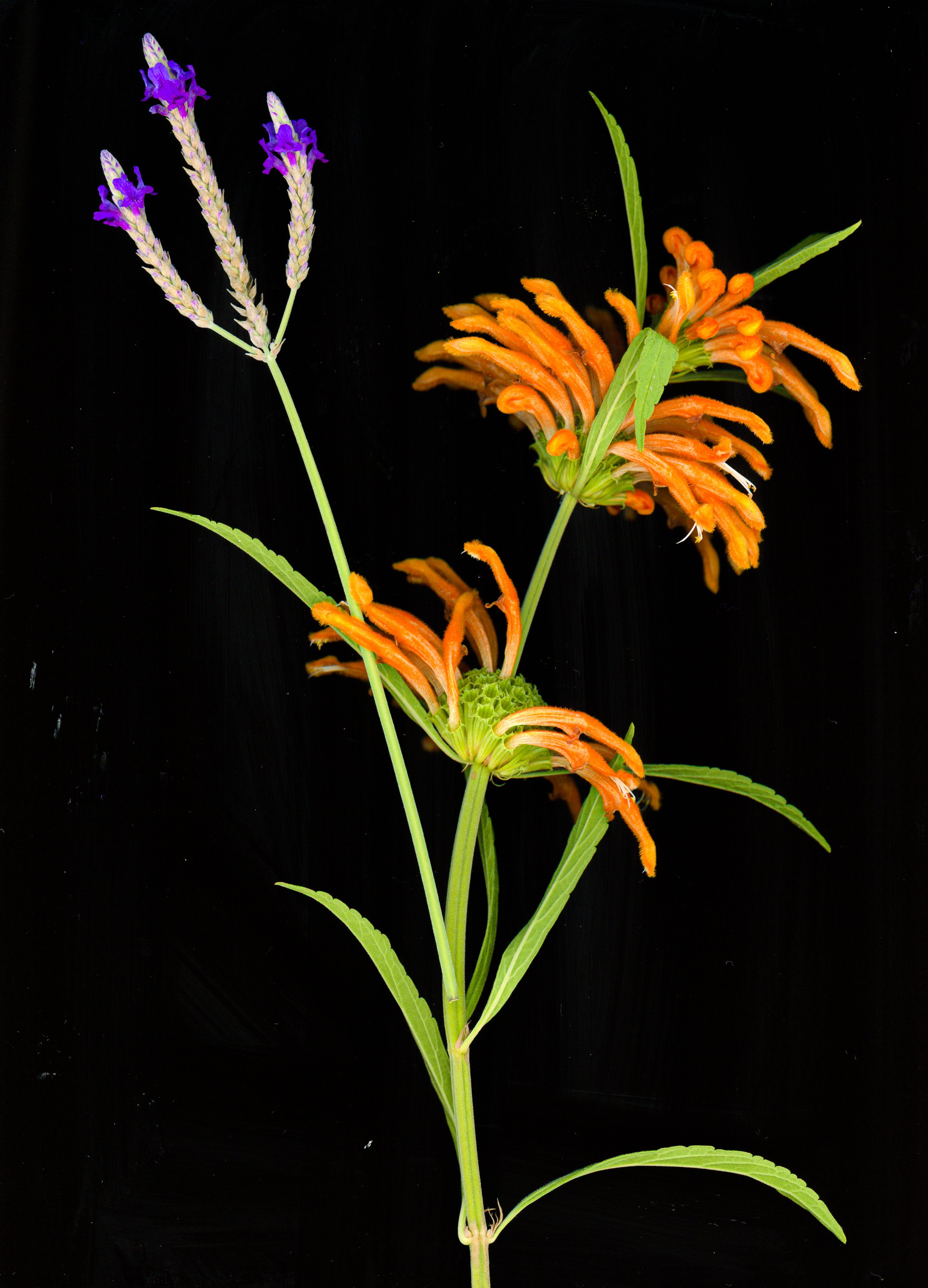 Close-up of a plant with purple flowers and orange furry seed pods against a black background.