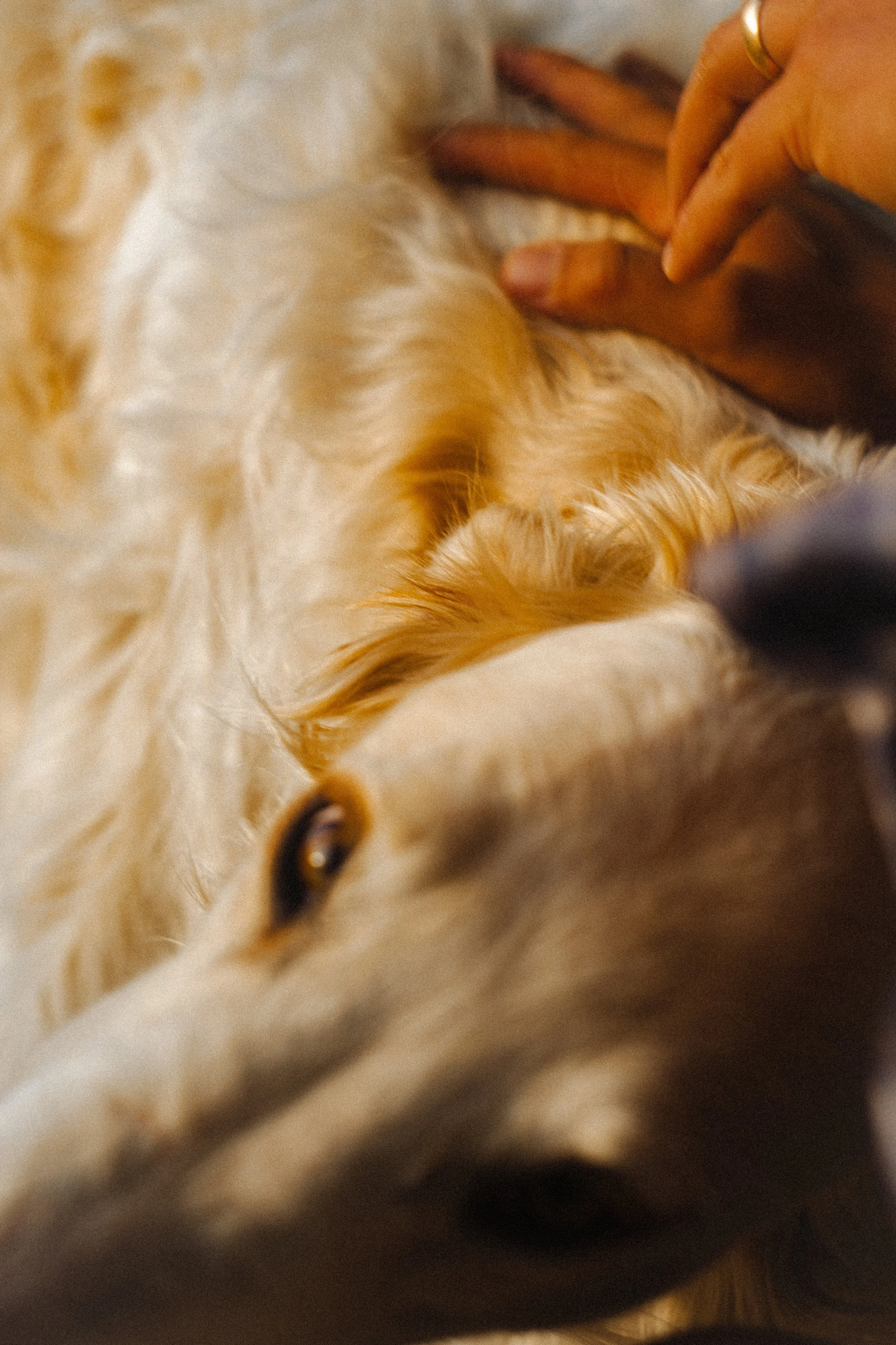 Close-up of a white dog with long fur, lying on its side, with a person gently petting its head.