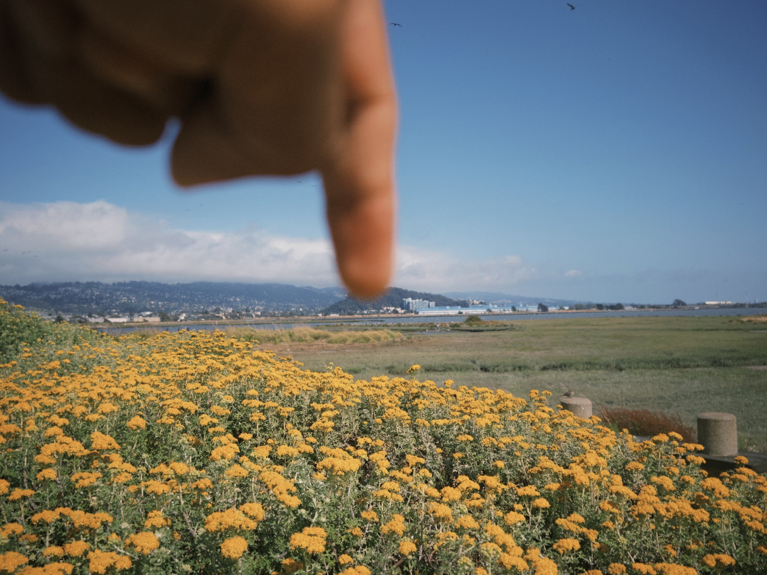 Close-up of a person's finger pointing downward in front of a field of yellow flowers, with a distant view of a city and bay under a blue sky with some clouds.