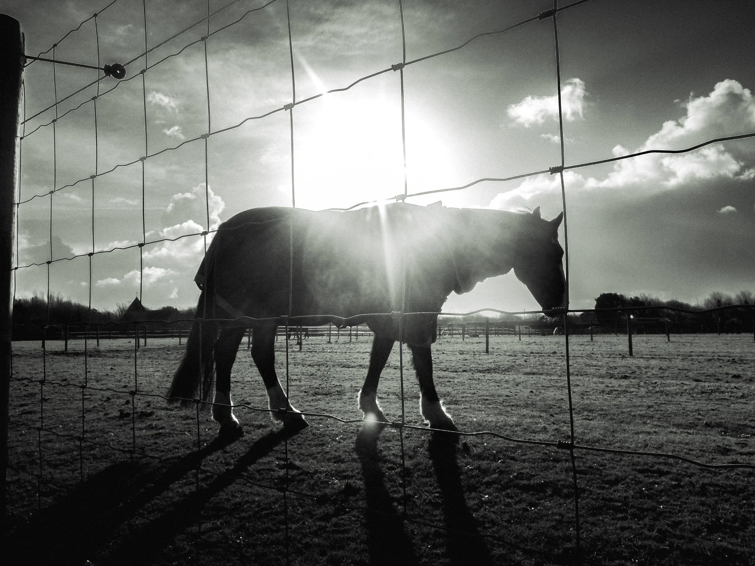 Black and white photo of a horse behind a wire fence with the sun low in the sky.