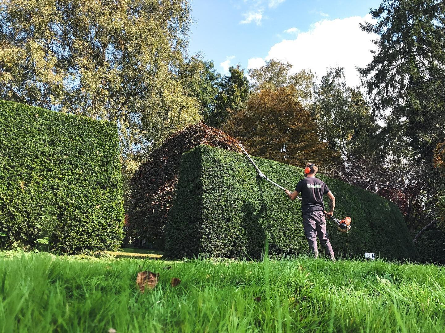 Trimming Yew hedges in Jordans last month. Using my new stihl extended blade kombi attatchment.