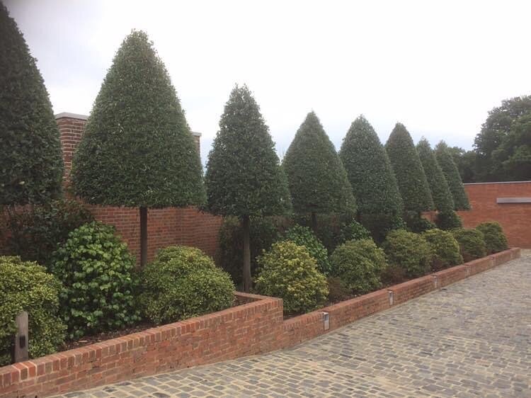 Hedge trimming work is always more fun when there&rsquo;s shapes involved 🌲

Send us a message or contact us directly on 07450272704 to book your garden in with us 🌳
.
.
#gardener #gardening #garden #gardenlife #JSJGardening #plants #nature #garden