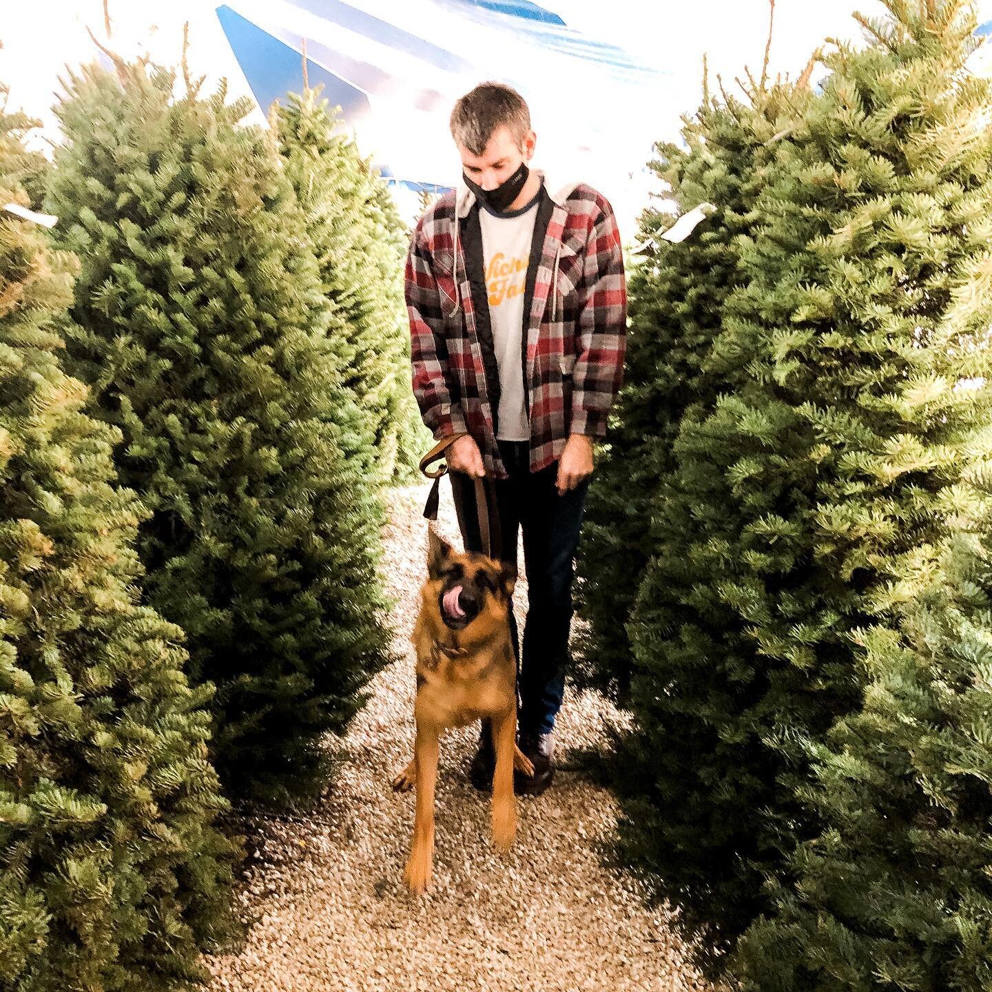Every family has rules. Growing up, there was the quick and the hungry. Which tells you all you need to know about growing up Italian...

When I married into the Corey family, it was clear a plastic Christmas tree would never enter our home.

Kaiser 