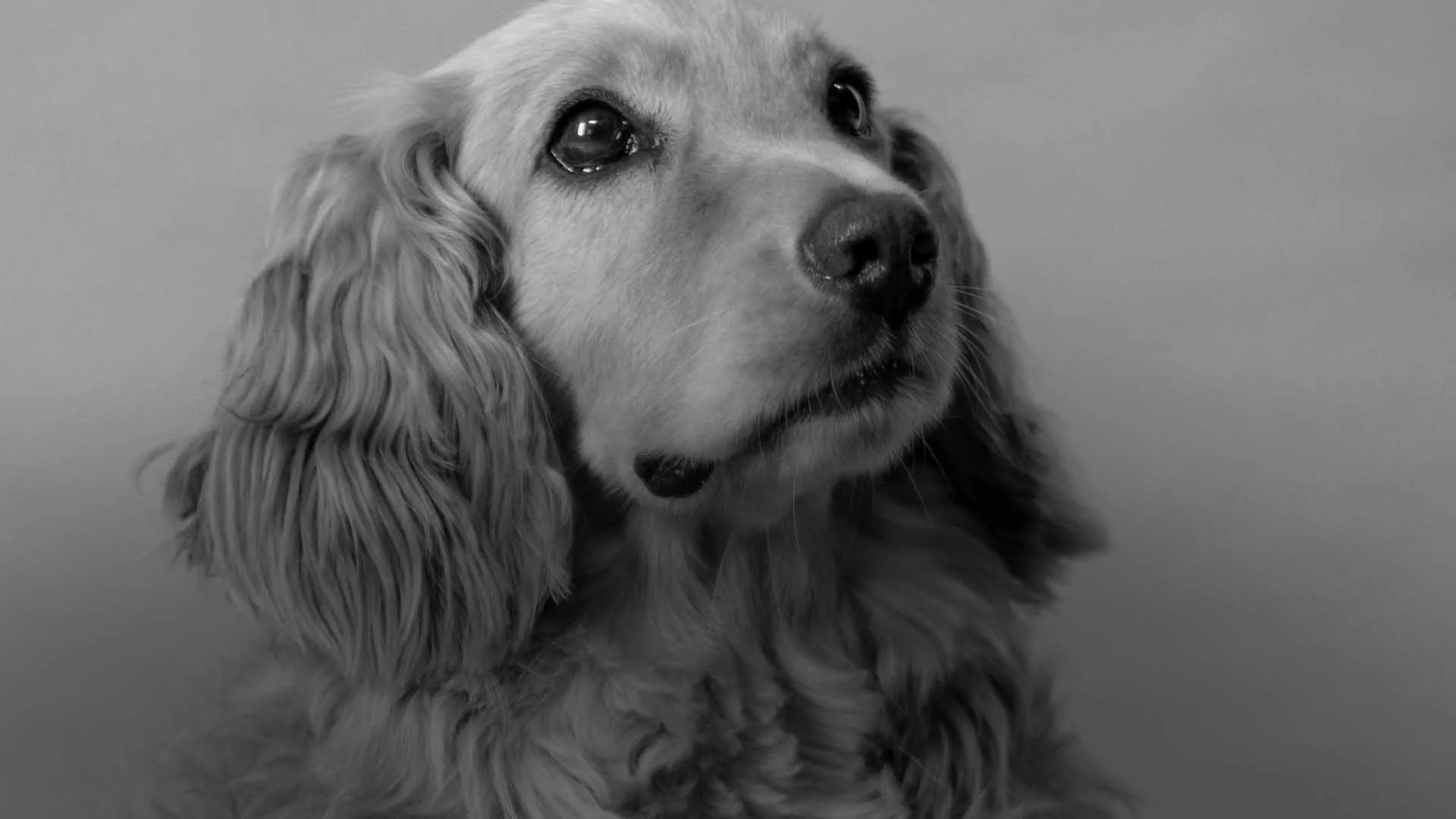 Portrait von Hund Gepetto