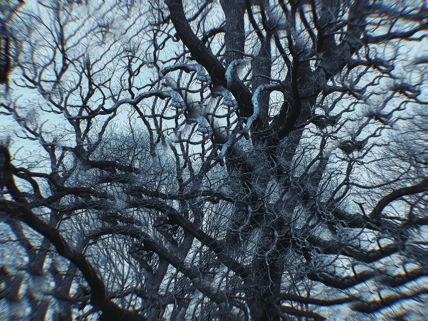 Same tree, different me... 

#deadfall #asiftomorrow #multimediumart #tychesays