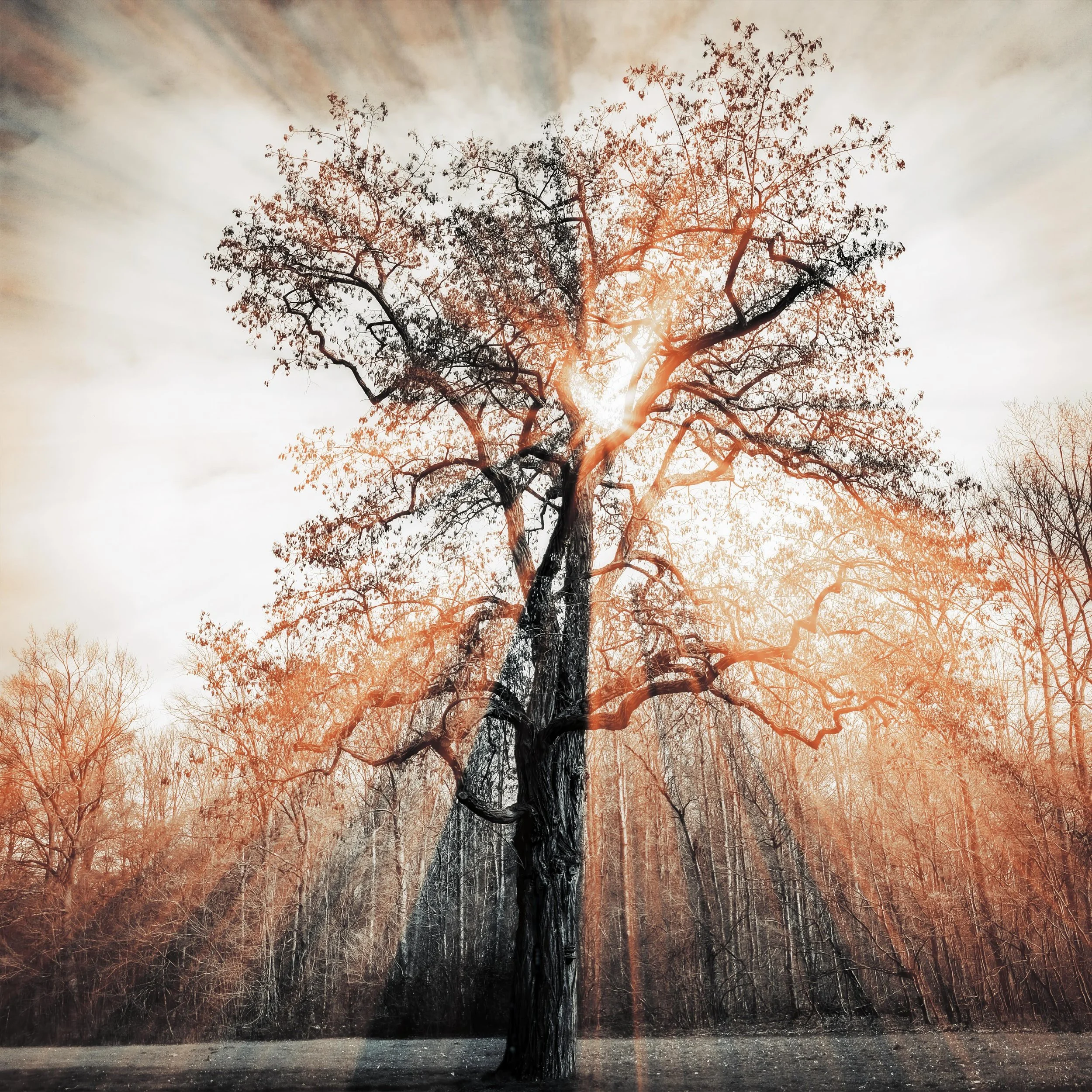 If leaves were tongues, they would tell you a secret&hellip;

#ifleavesweretongues #shadowland #multimediumart #tyche