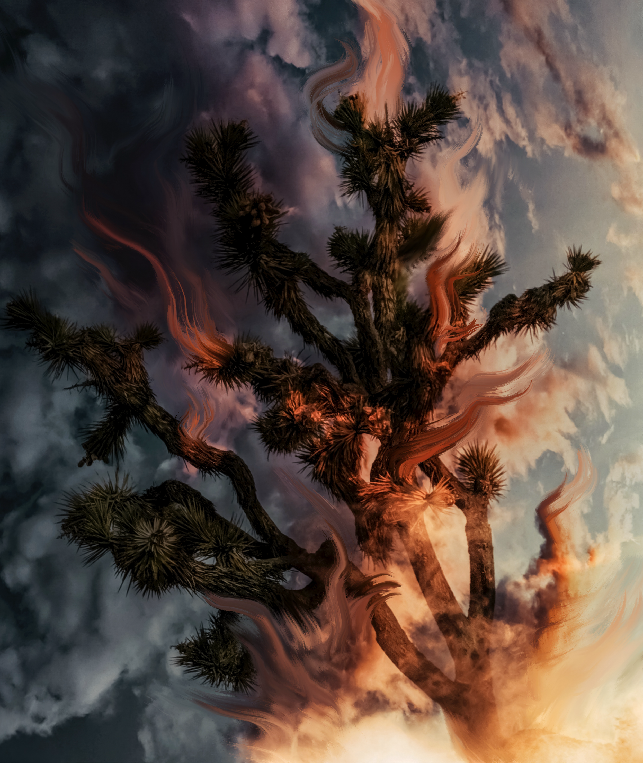 A Phoenix In Twentynine Palms