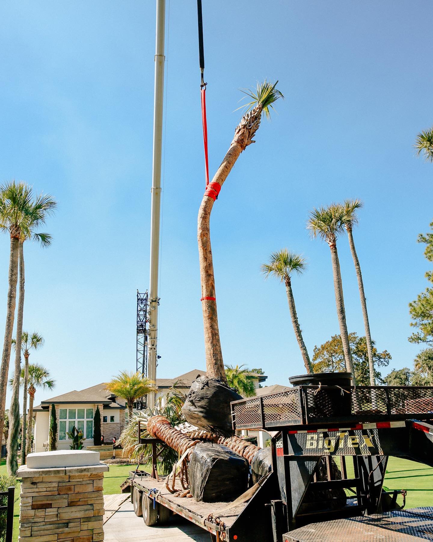 Precision crane work in Palm Valley! 🏗 #seapinelandscape