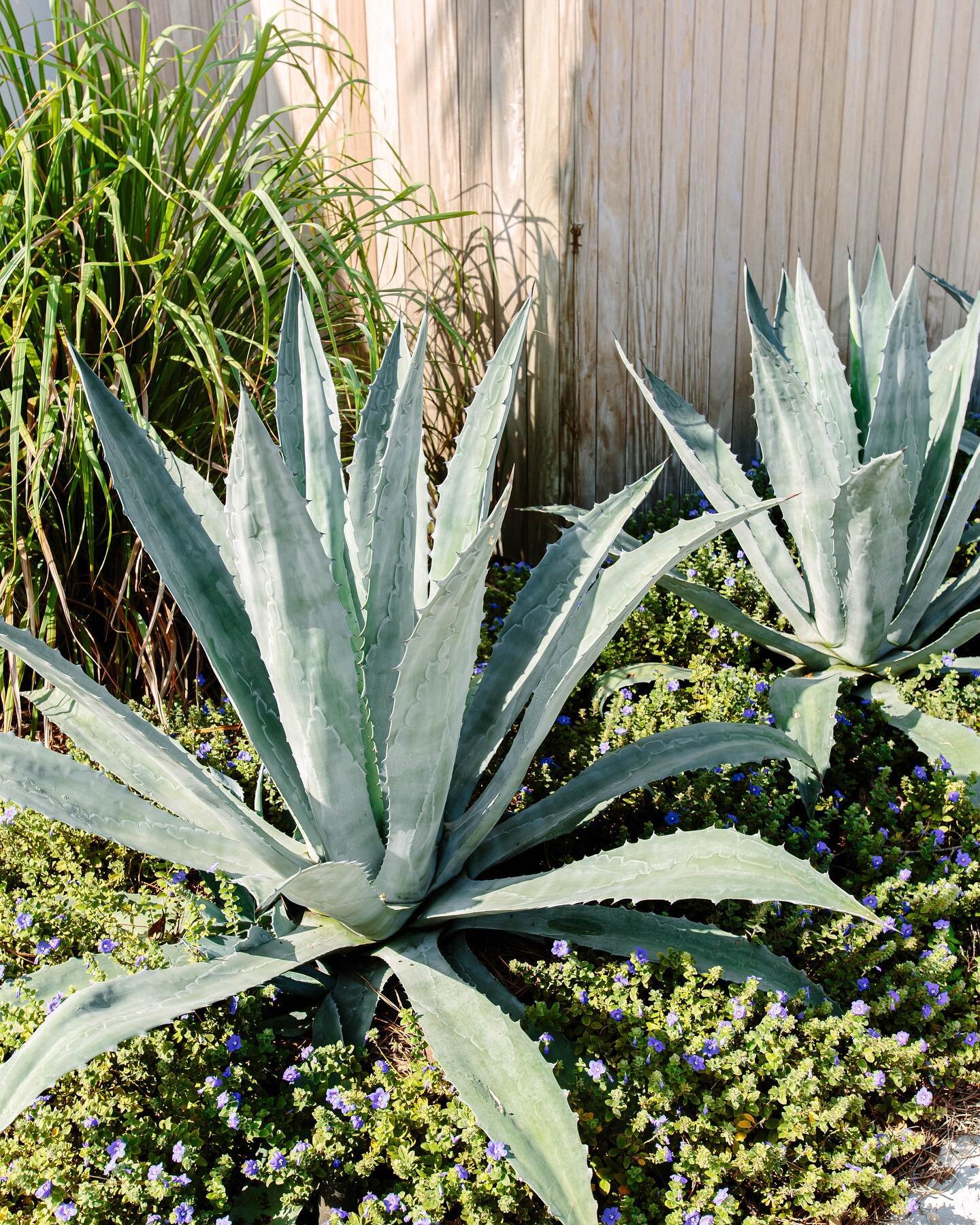 Everything&rsquo;s better in pairs, especially Agave Americanas! 😍 #seapinelandscape