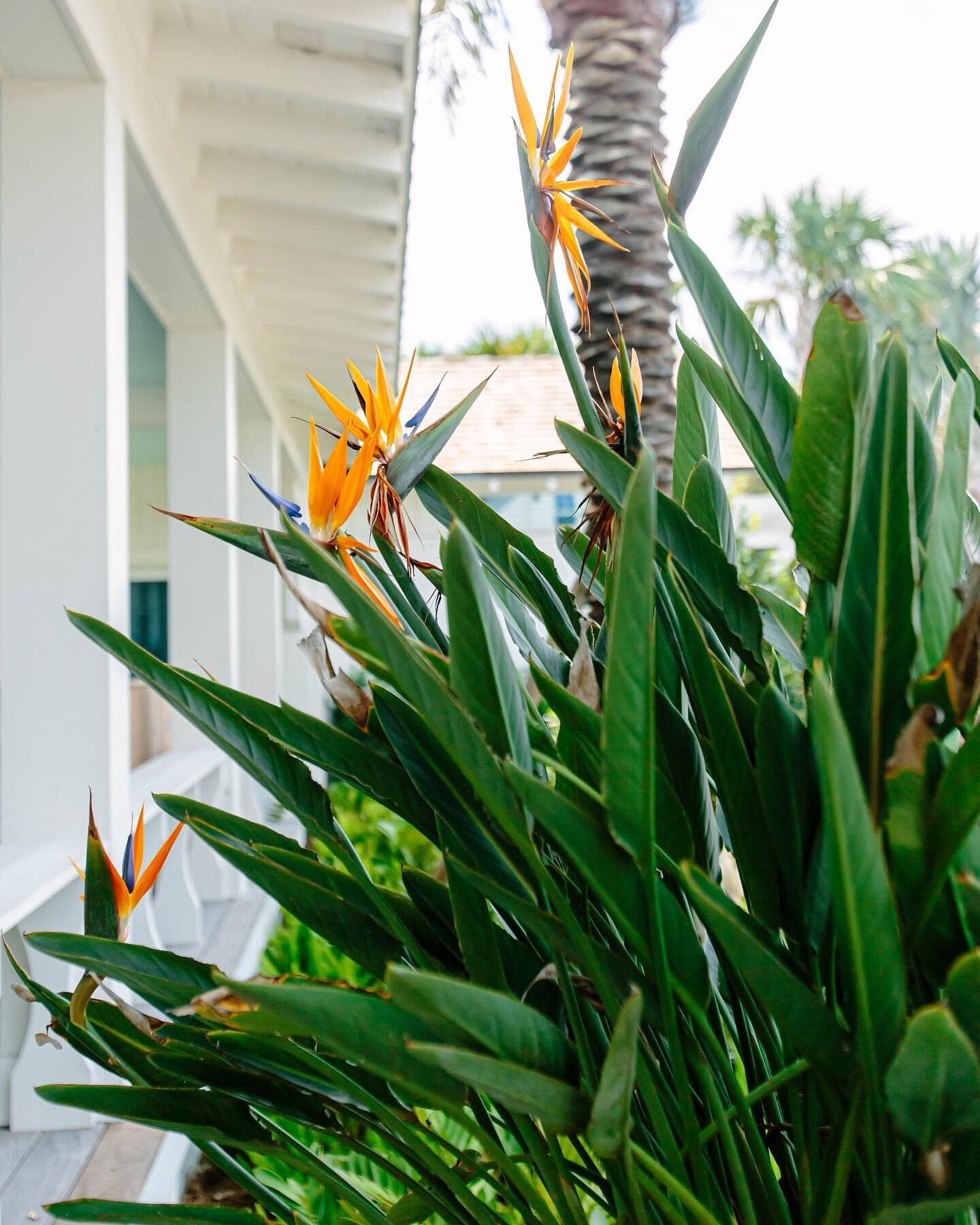 Orange Bird of Paradise in full bloom at an ocean front residence! 🌴#seaislandlandscape