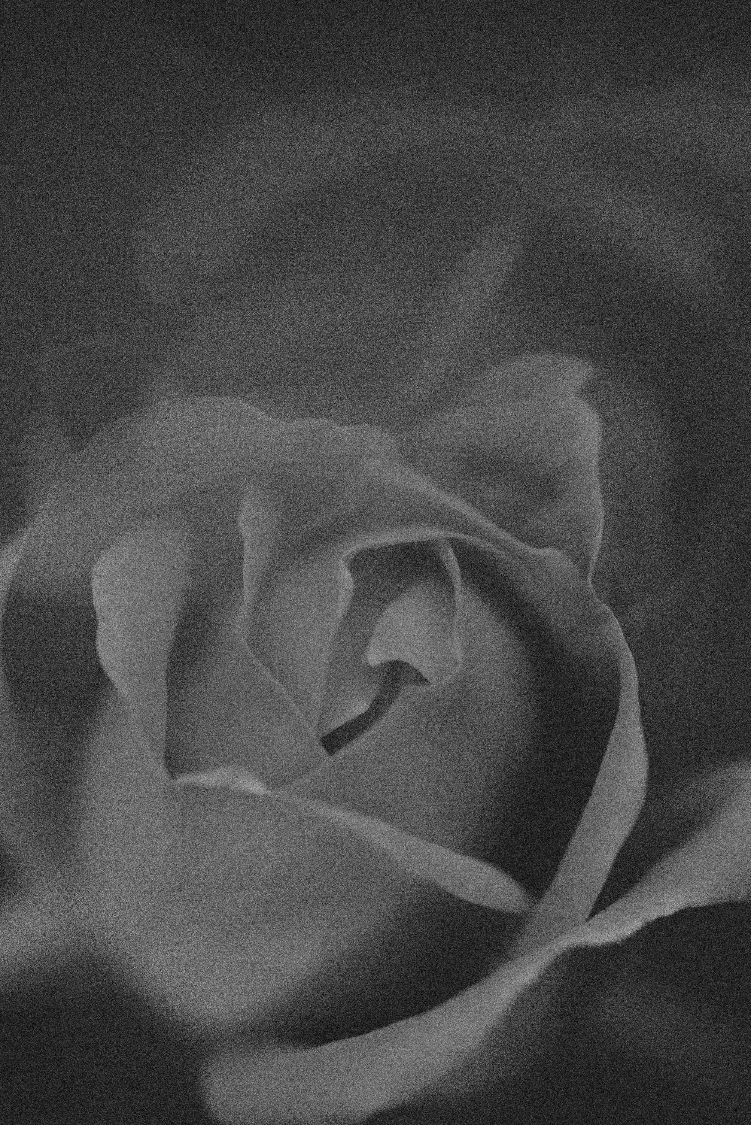 ashley-beal-8W4akOuY5jQ-unsplash copy.jpg