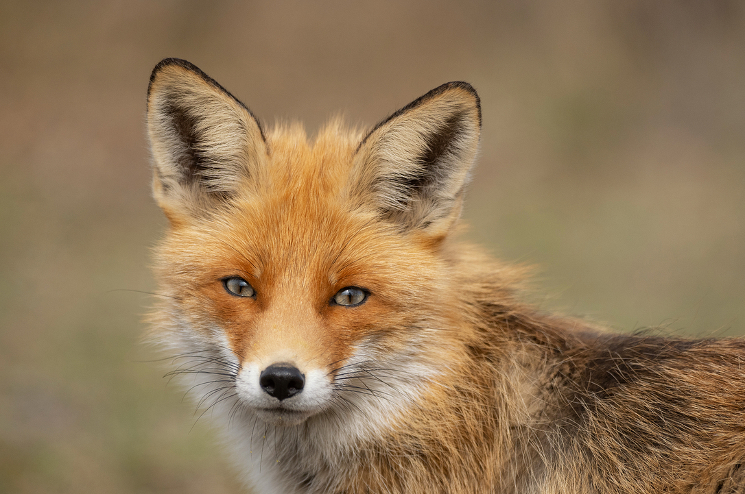 First Animal XXVIII