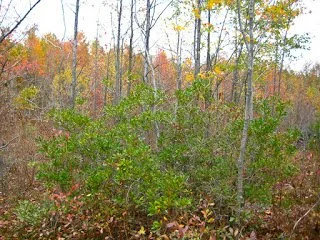 Bayberry shurbs surrounded by the fall colors of others tress.