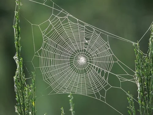 spiderweb with dew on a green background