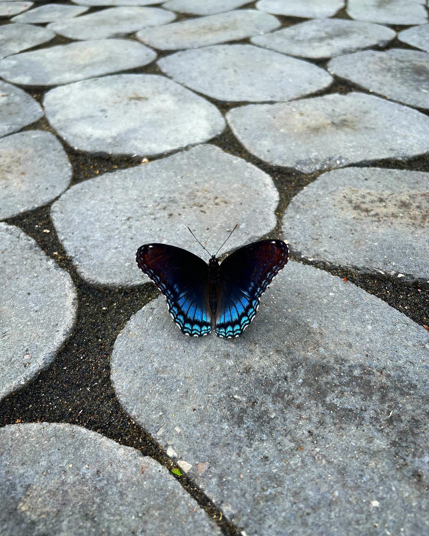 This little guy has been hanging out on these Techo Bloc Antika pavers all day! Even the silly butterfly knows a good paver when he sees one!