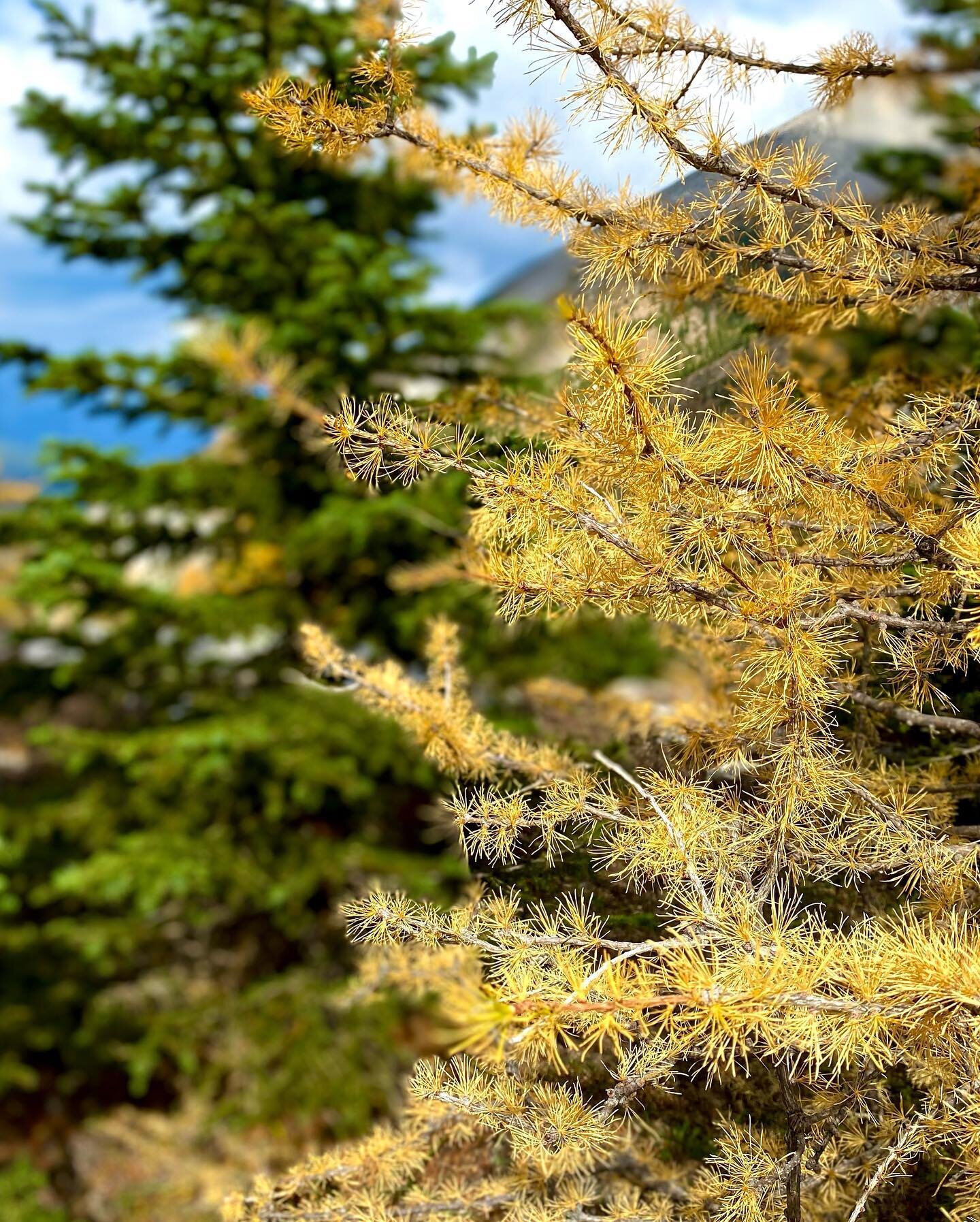 Larches are out! Hiked a very quiet beautiful hike with @maryminnett and @dj_danerz! Mary left us leaving smarter after teaching us that what I was seeing was in fact not a dehydrated lemon slice, but Rugosa Coral - as old as 470 million years!! Add 
