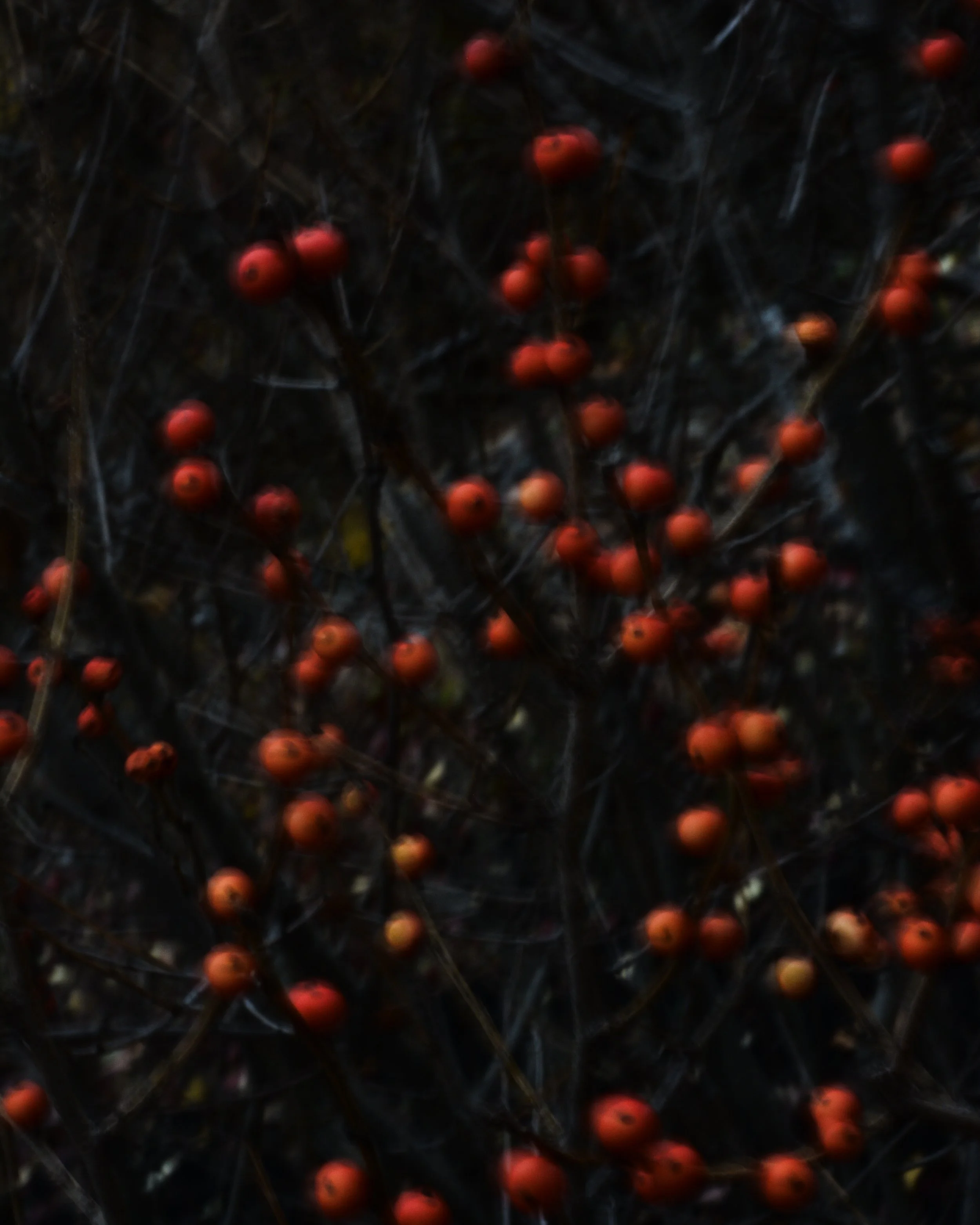 DSC_1805.jpg