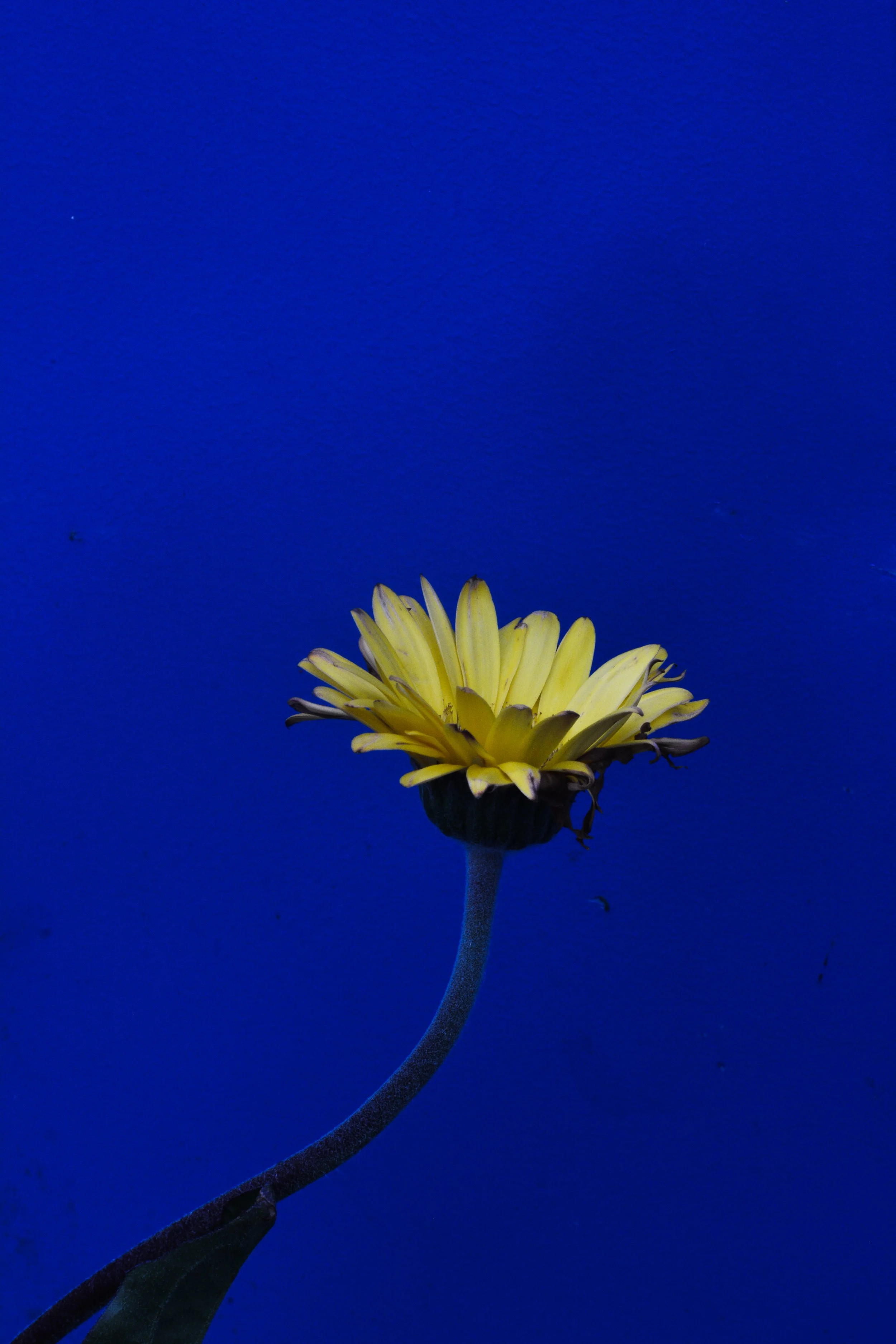 DSC_5440.jpg