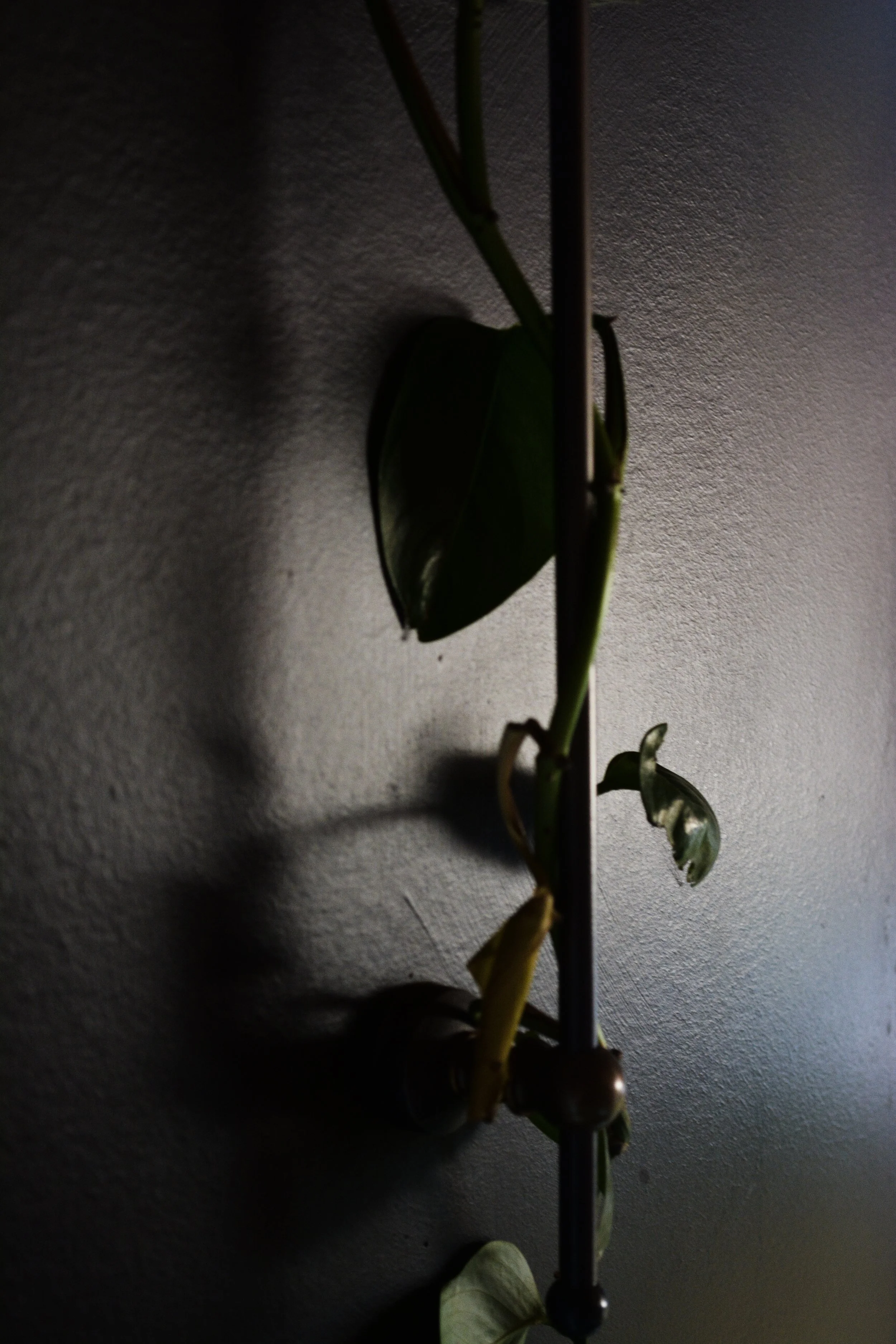 DSC_1009.jpg