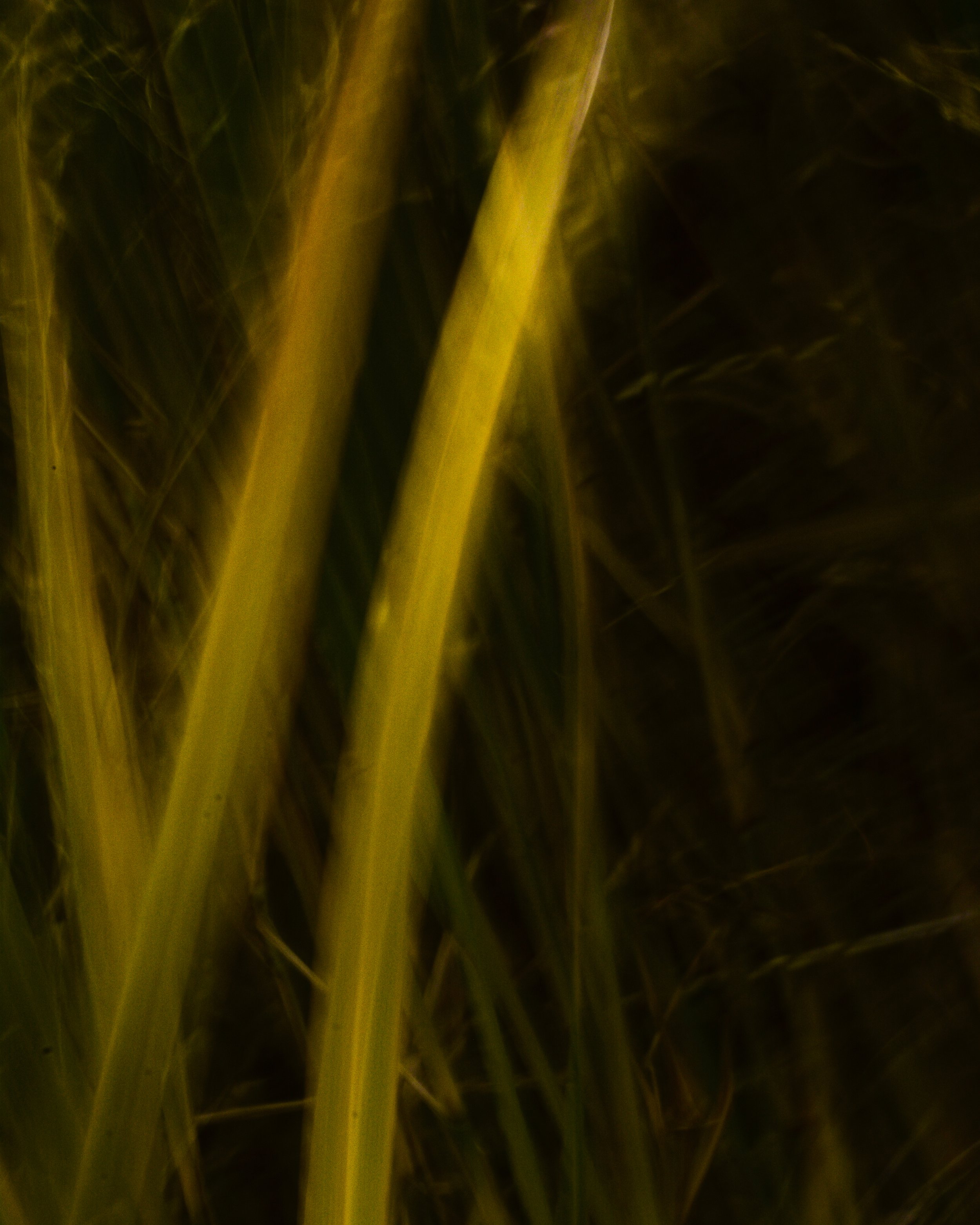 DSC_1701.jpg