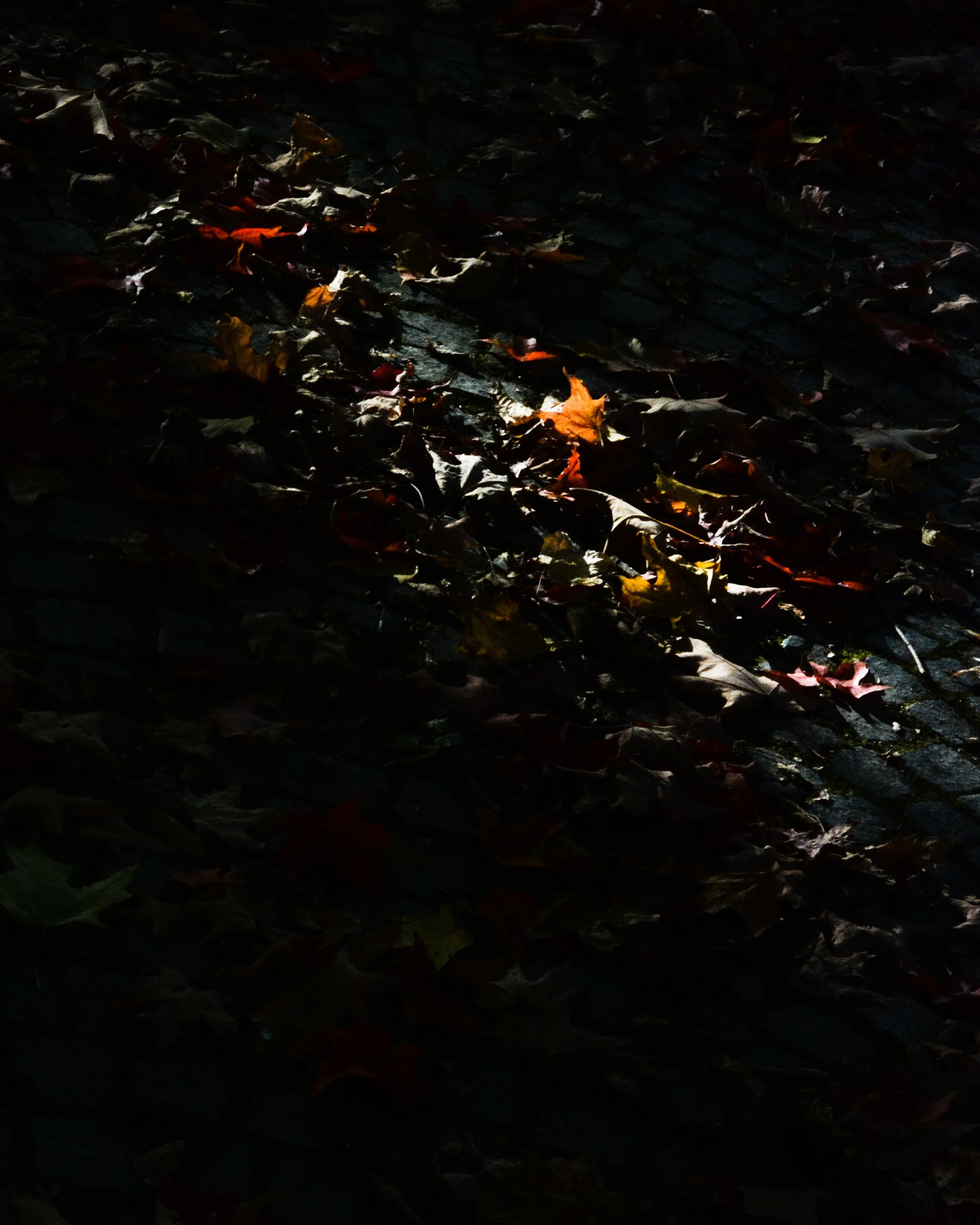 DSC_1732.jpg