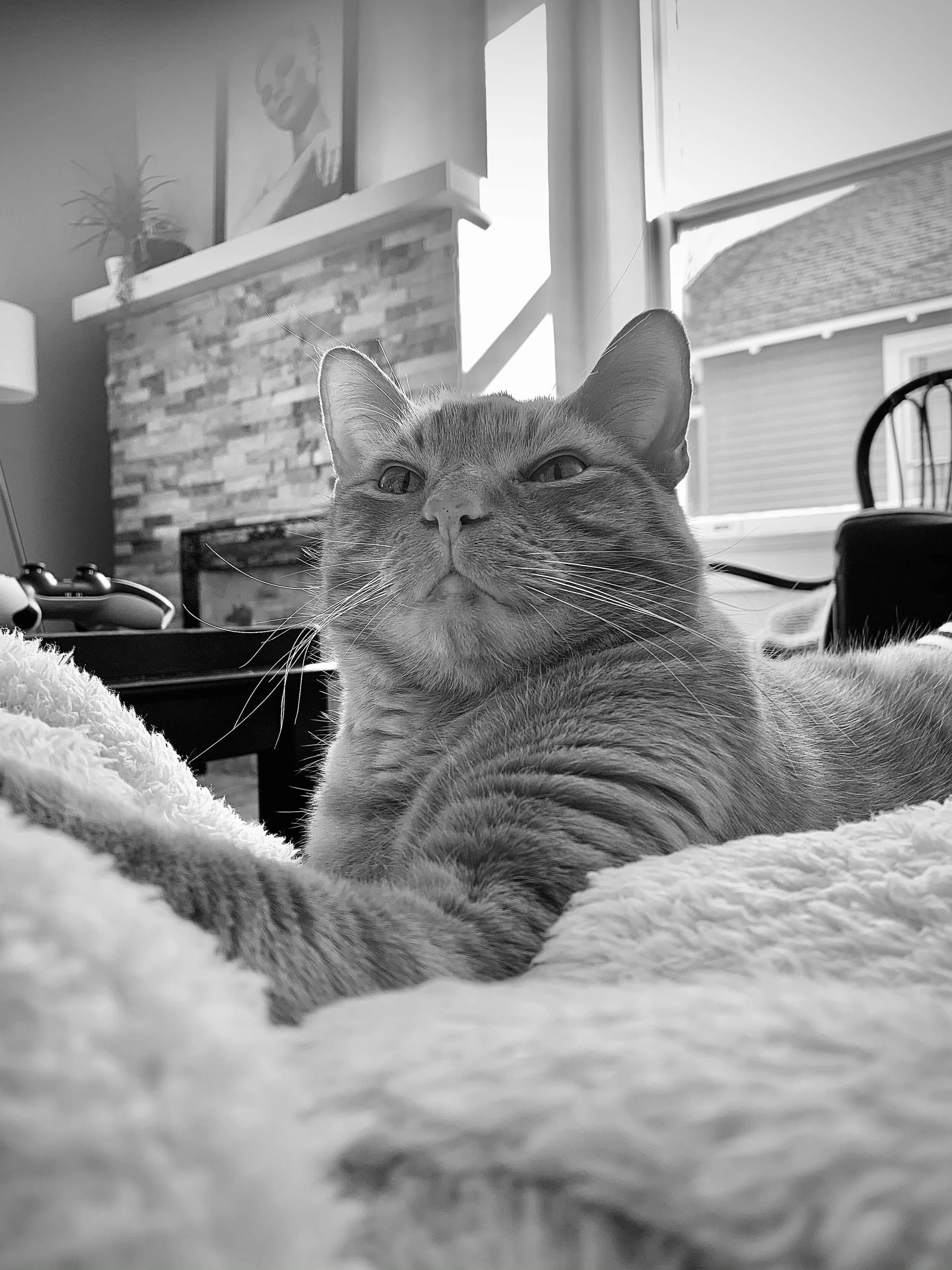 Jack, my favorite cat