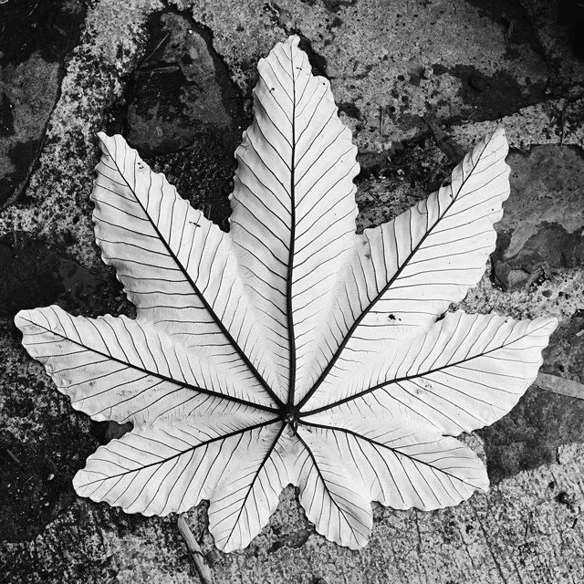 el-yunuque-leaf.jpg