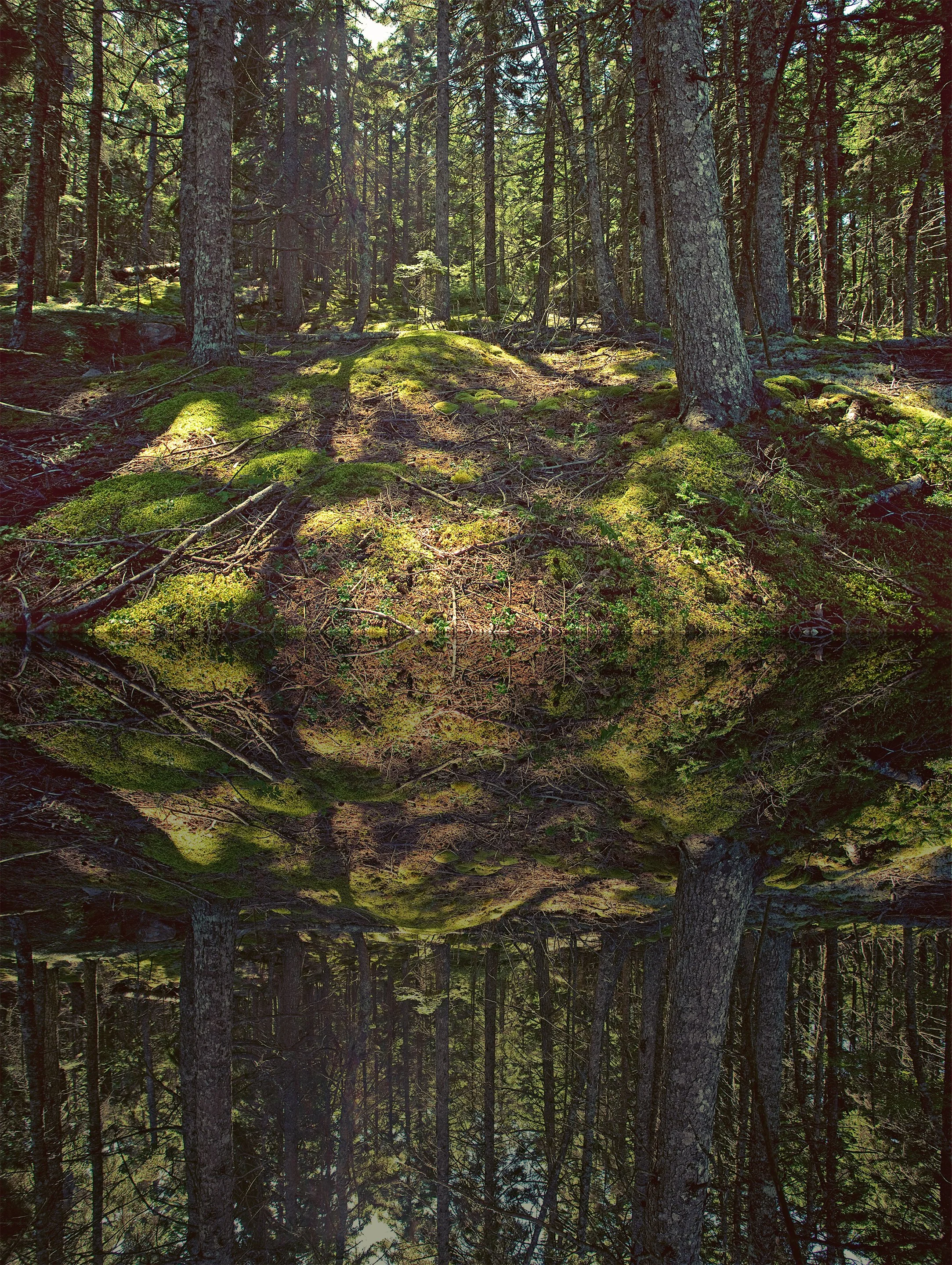 green-forest-reflection-2880.jpg