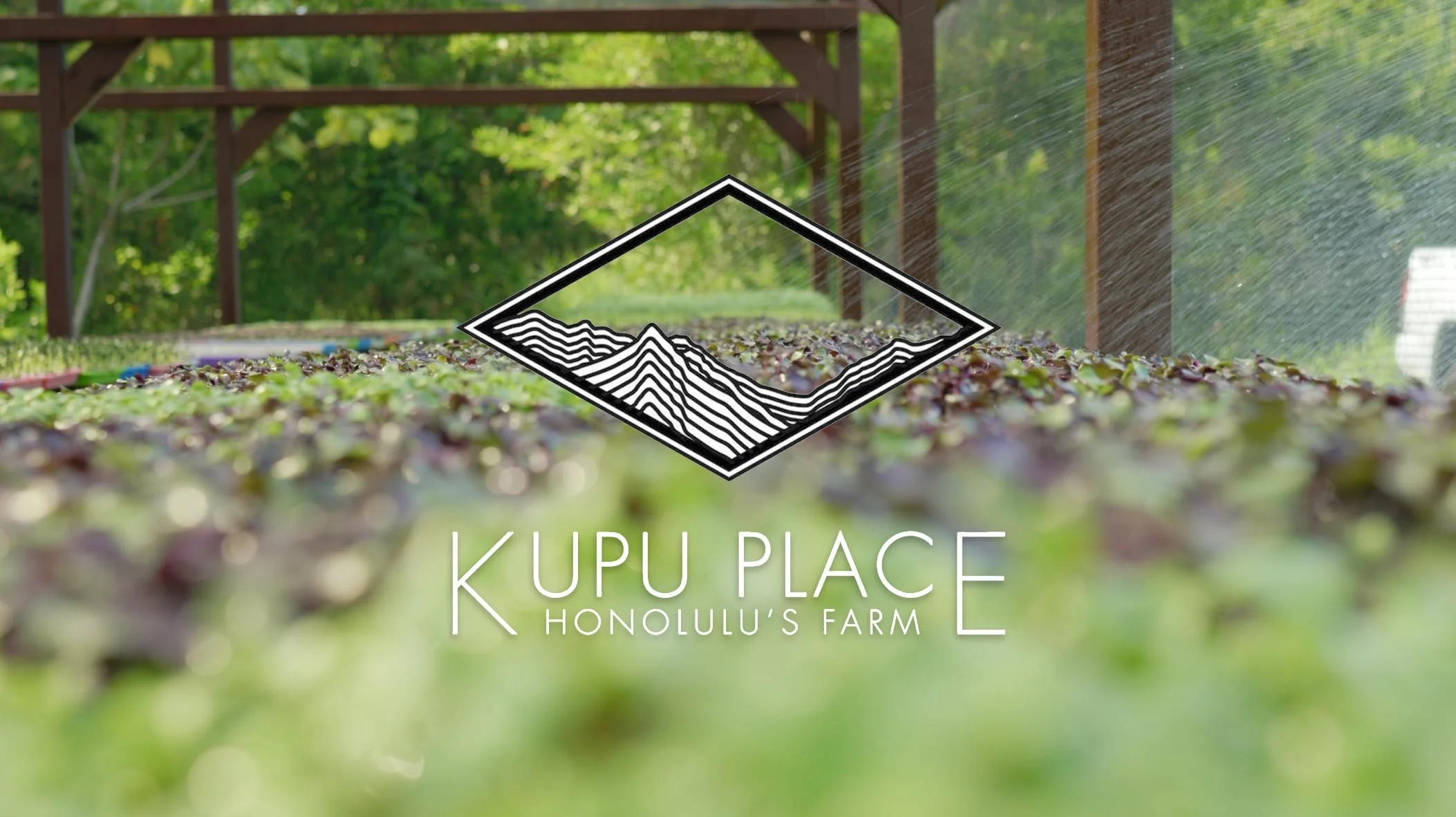 Kupu Place video