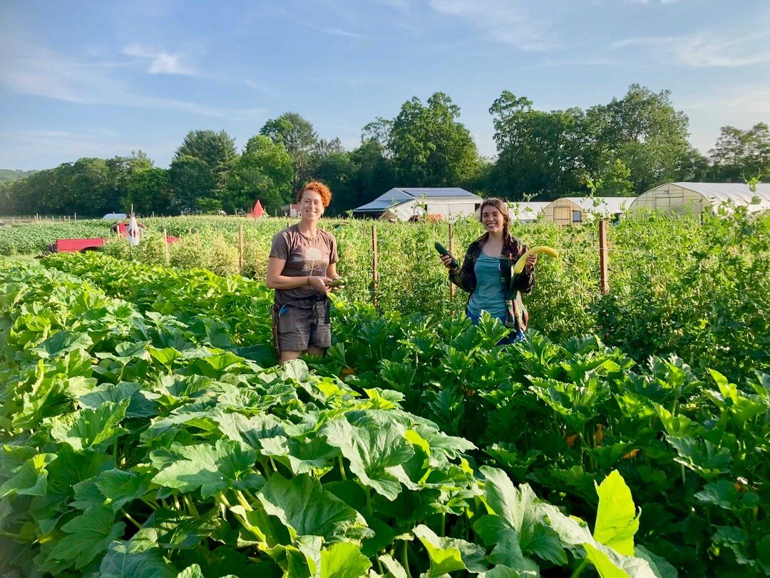 This week's Farm News is here!
Farmstand is open today 2 &ndash; 6:30pm (PYO 1:30 &ndash; 7pm)

With snap pea and strawberry almost in the rear-view mirror &ndash; there are some gleanings if you come early in the week &ndash; we&rsquo;re always on t