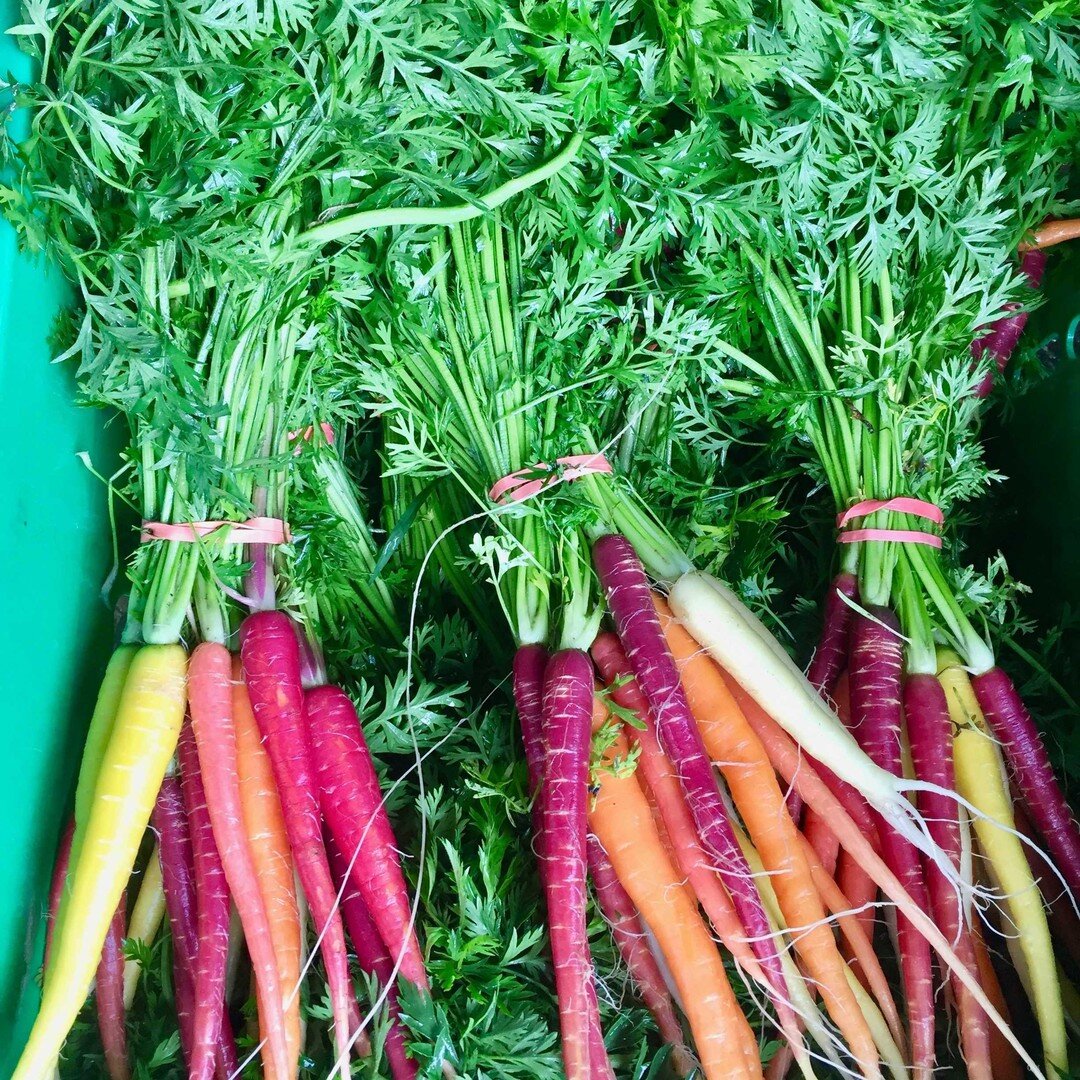 Come on out and see us tomorrow - we have new goodies every week! And yes, TOMATOES are in!

Westport Farmers' Market, Thursdays, 10 am - 2 pm
50 Imperial Ave, Westport, CT

#westportfarmersmarket #eattherainbow #forthillorganicfarm #rainbowcarrots #