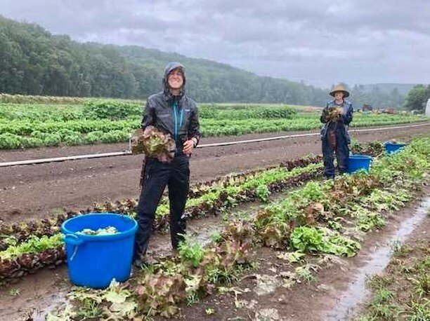 Farmstand is open Today! 2 - 6:30 pm 
PYO hours: 1:30 &ndash; 7pm

This Week&rsquo;s Farm News:
Inevitably in the middle of a dry spell I end up saying things like &ldquo;I just wish it would rain,&rdquo; and of course I eventually get my wish.  The 