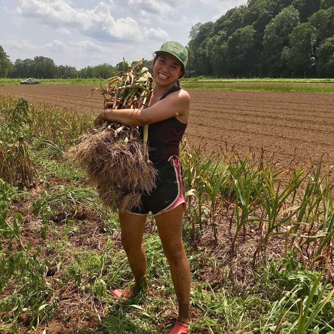 Farmstand is open Today! 2 - 6:30 pm 
PYO hours: 1:30 &ndash; 7pm

This Week&rsquo;s Farm News:
Despite the sticky weather, we&rsquo;re sleeping somewhat better lately, now that we have the garlic safely hung in a shade-covered greenhouse. Wet weathe