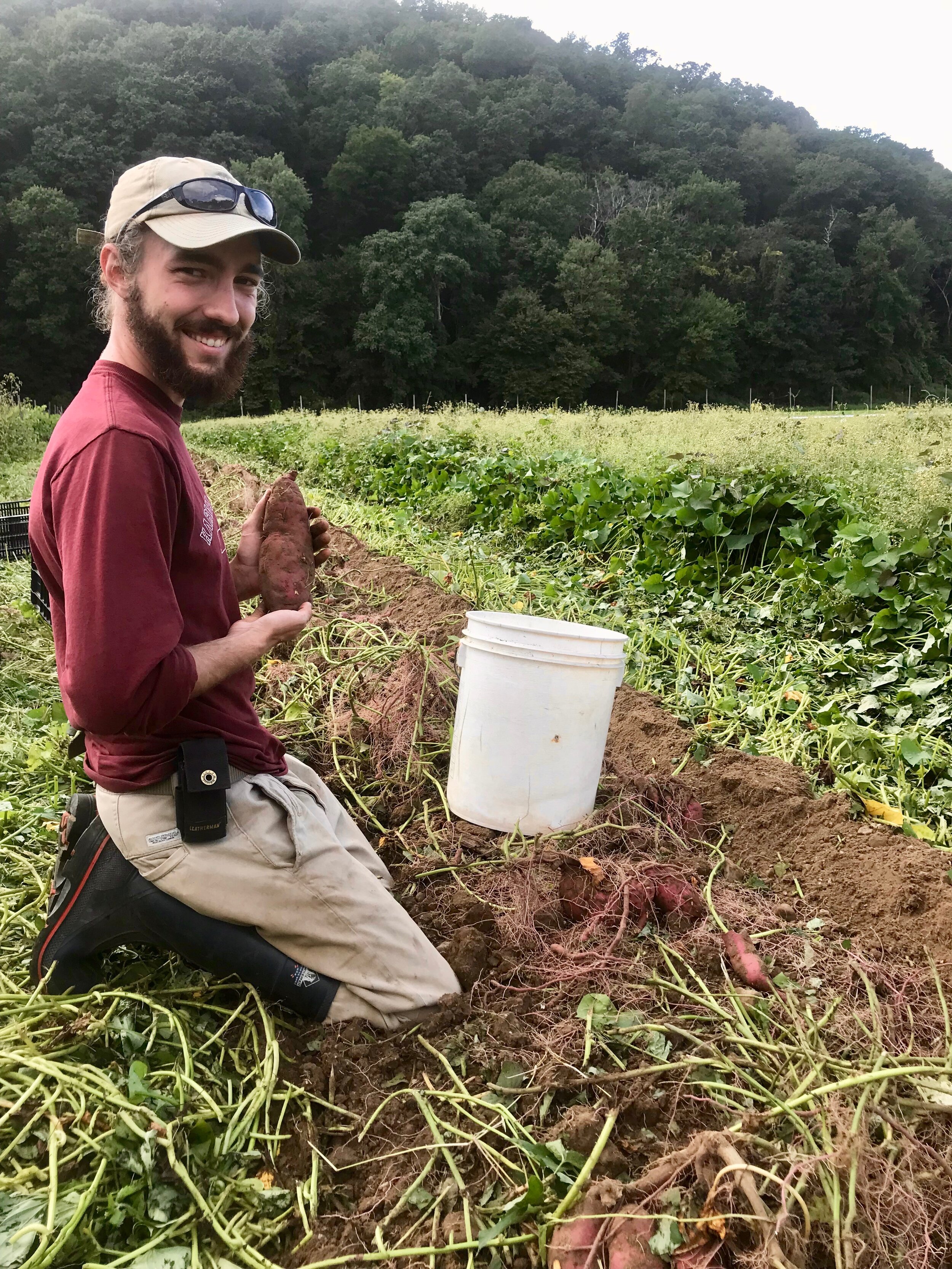 Connor’s smile belies the hard work it takes to get these gems out of the ground - it is arguably the most physically difficult harvest of the year.