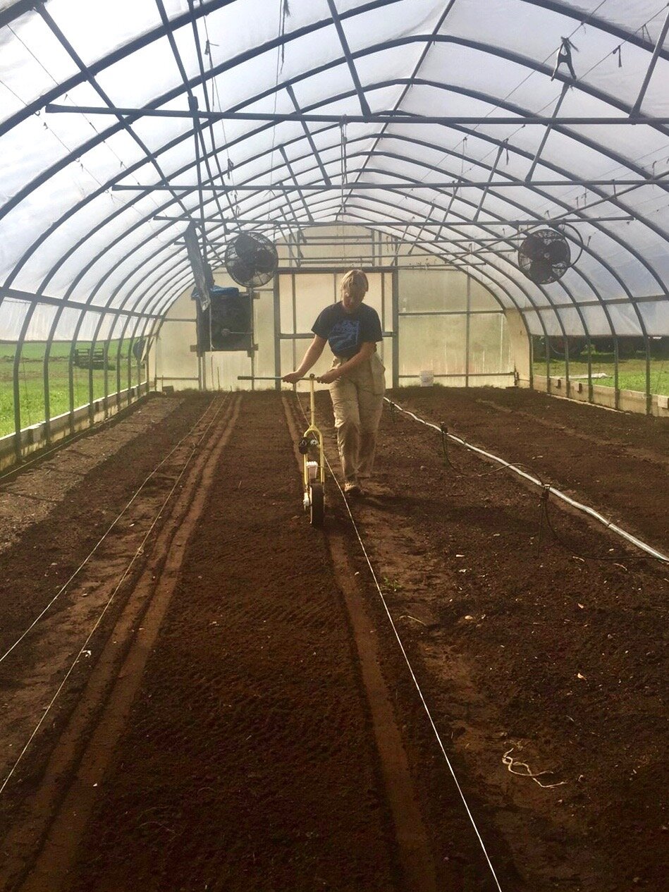 Liv (pictured), Shell, and Emma took turns sowing sweet winter spinach in 2 greenhouses.