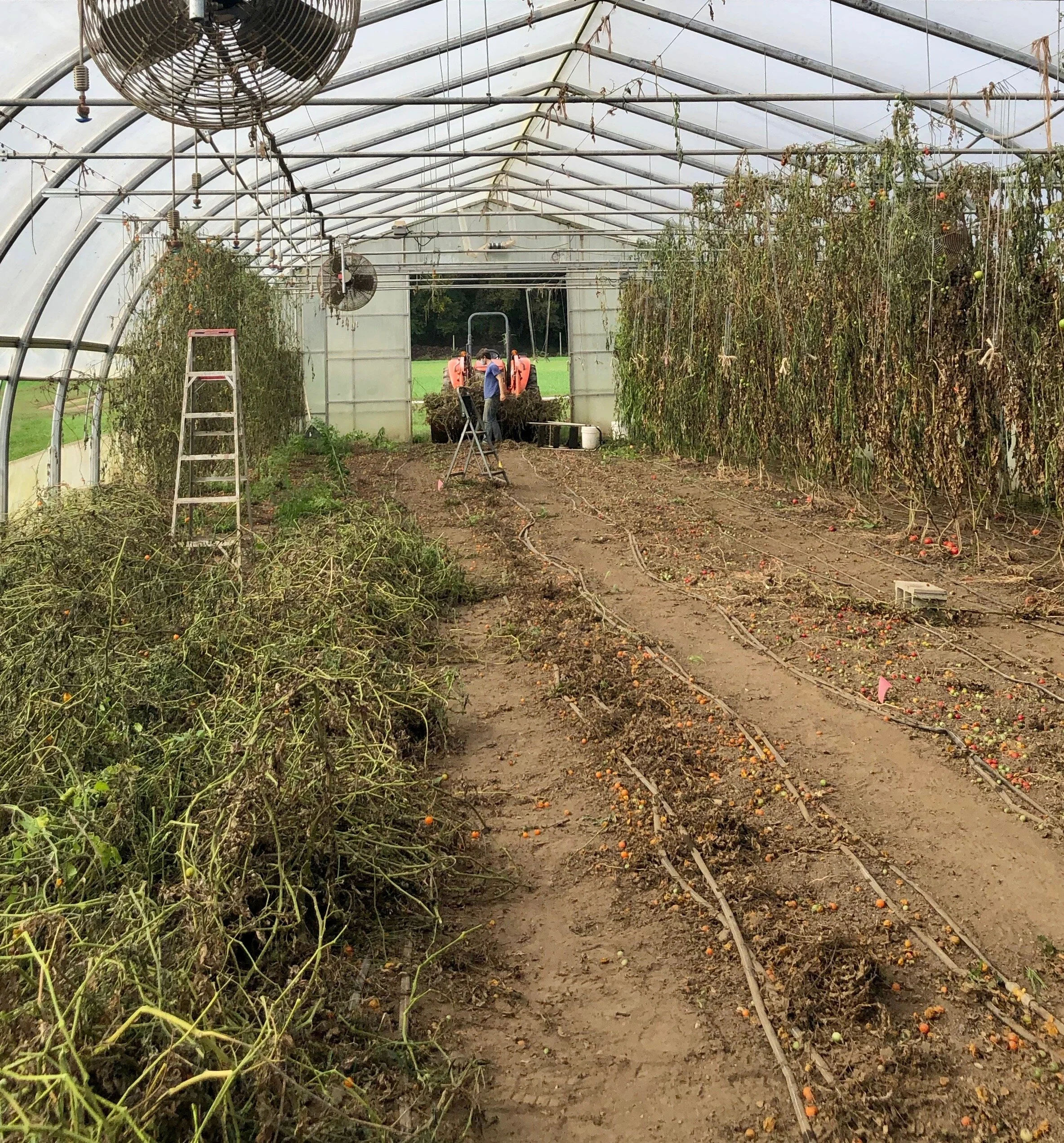 The greenhouse tomatoes, growing since January and working hard since June, needed clearing first. The biggest weeds here are the cherry tomatoes, which will try to “volunteer” in the future spinach crop.