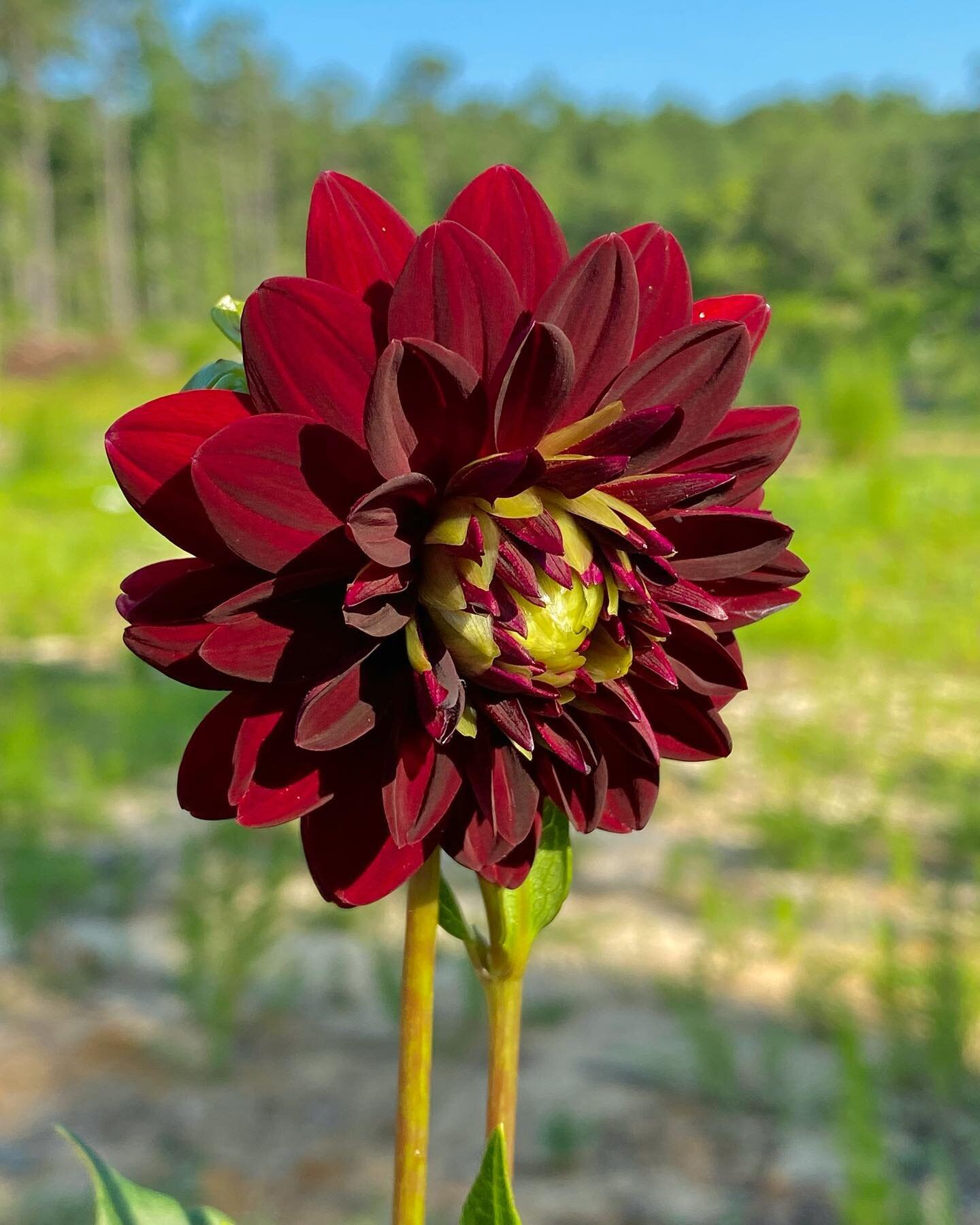 Good morning flower friends! Wishing you a wonderful week 💐 ⁣
⁣
⁣
⁣
⁣
#fieldtovase #slowlife #cutflowers #celebratingnc #whimsicalwonderfulwild #simpleliving #homestead #flowerfriends #flowerfarm #farmfresh #farmerflorist #thewildgardeners  #harvest