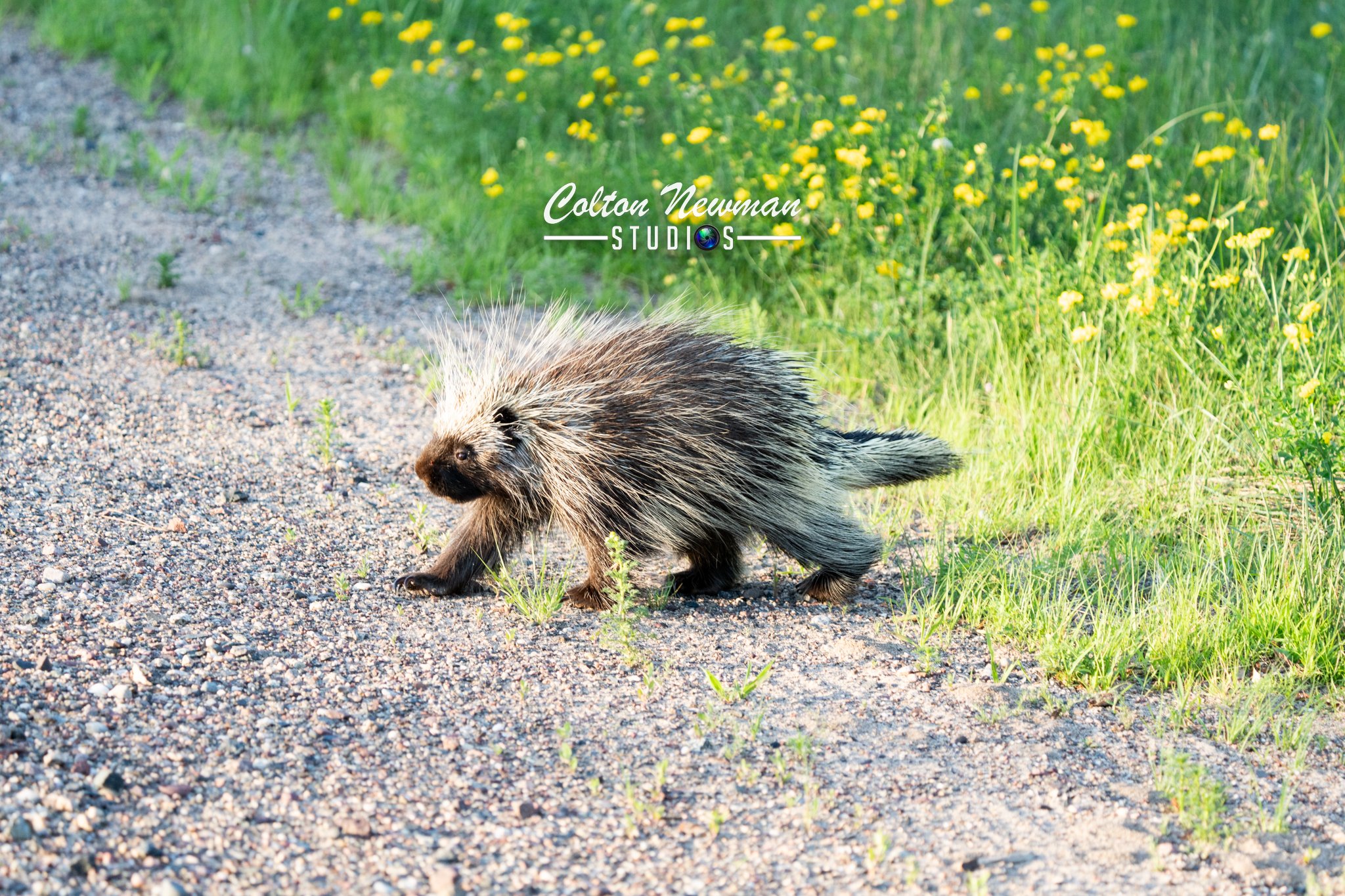 Porcupine-06.jpg