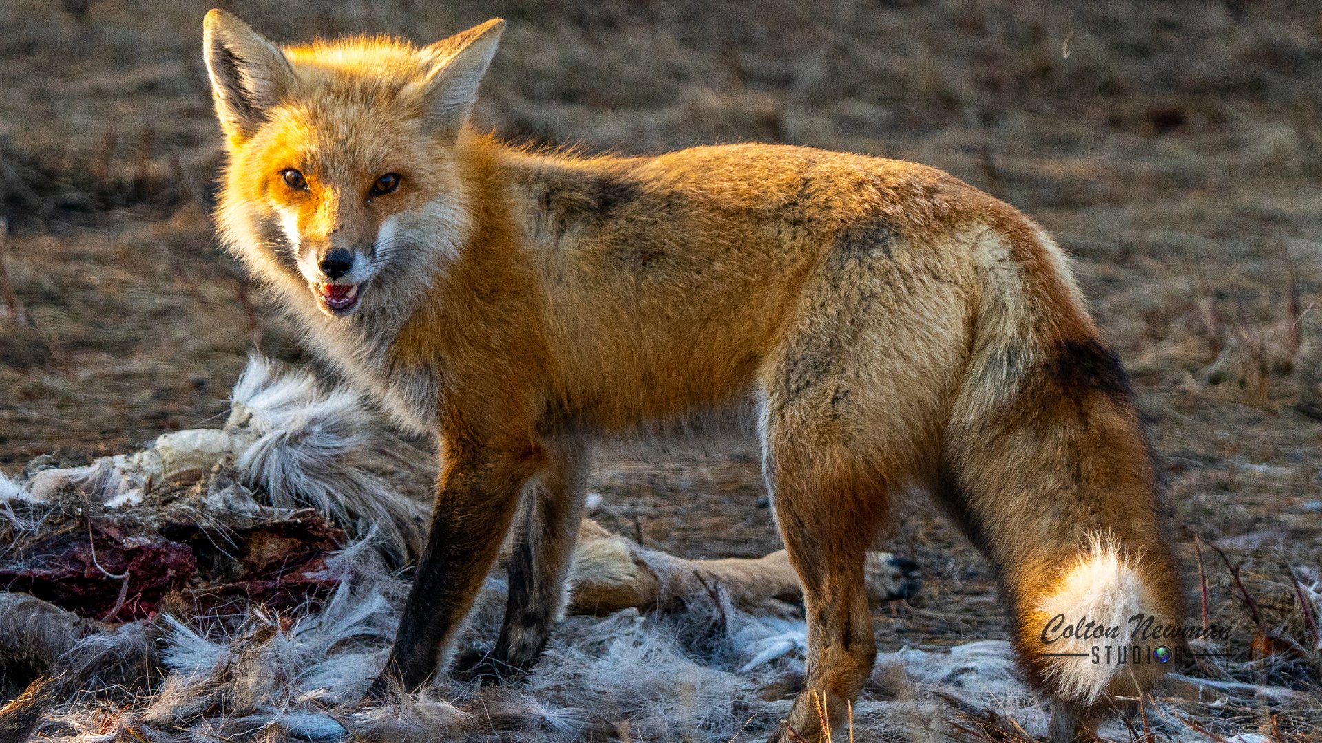 Fox_0003_DSC03279-2.jpg