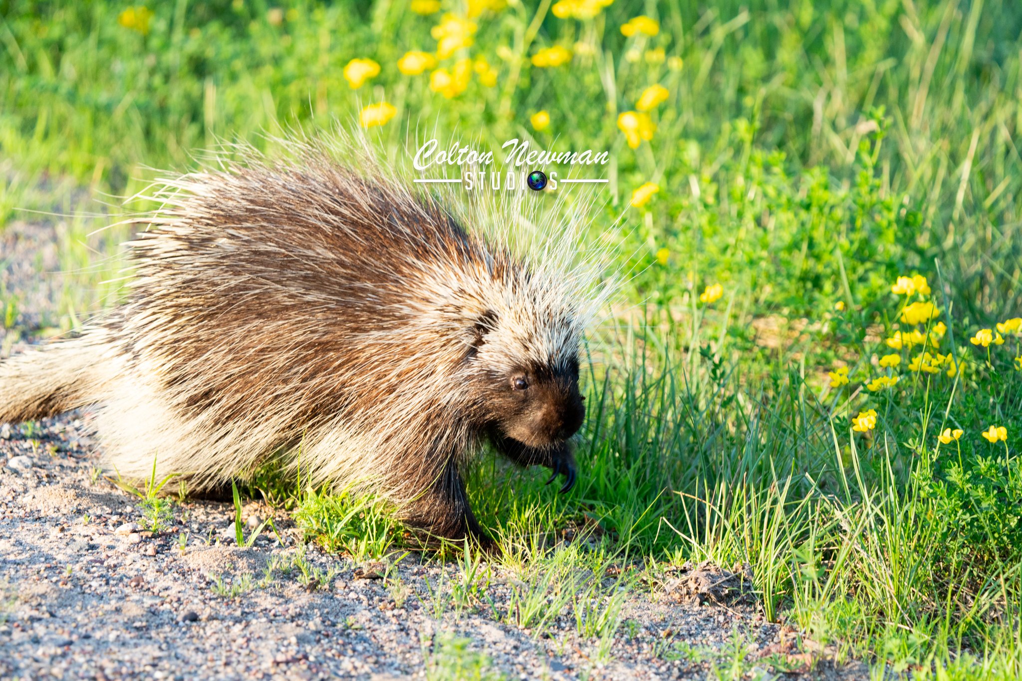 Porcupine-11.jpg