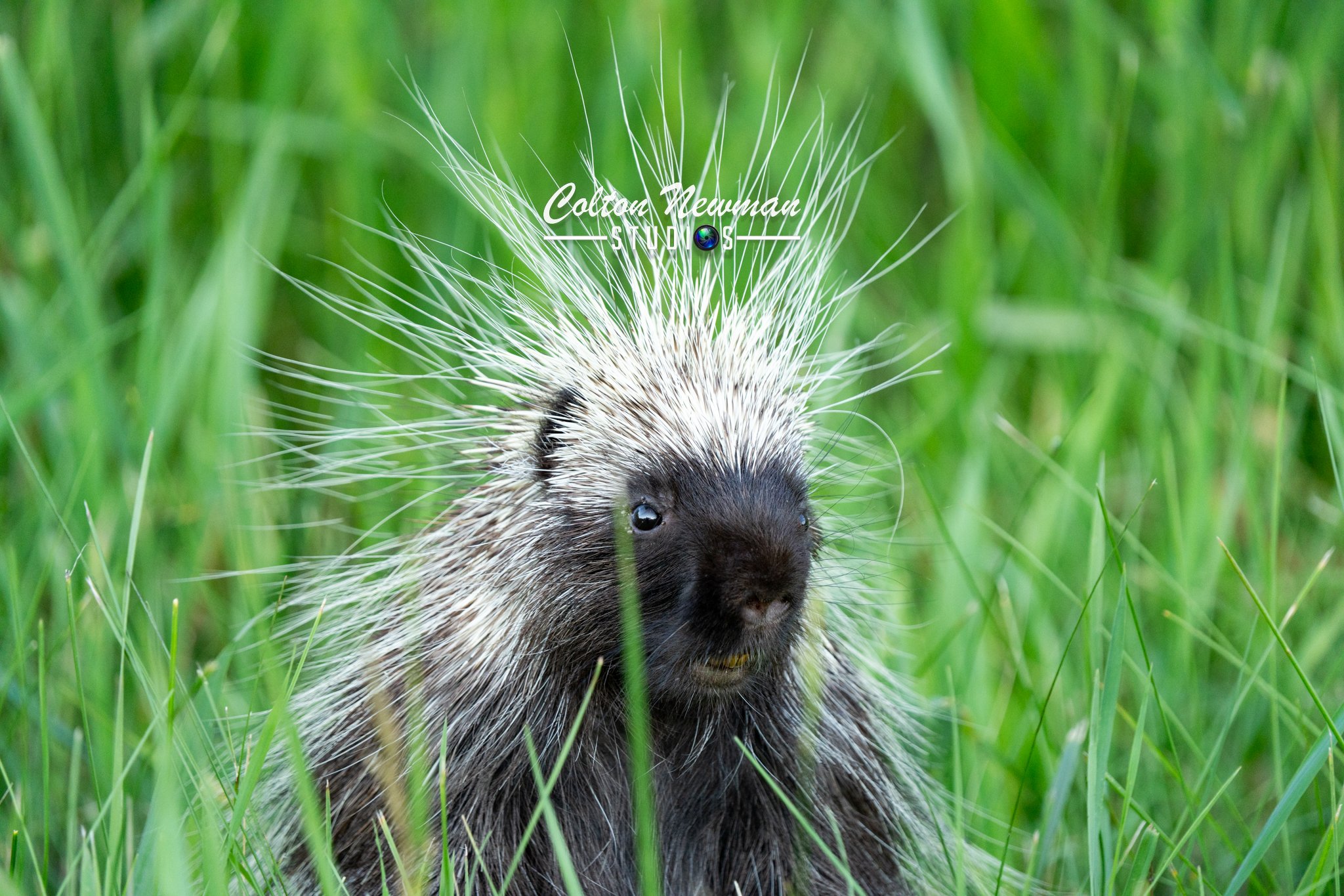 Porcupine-32.jpg