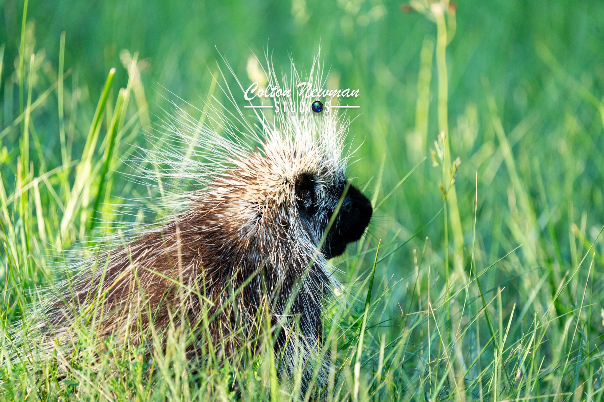 Porcupine-22.jpg